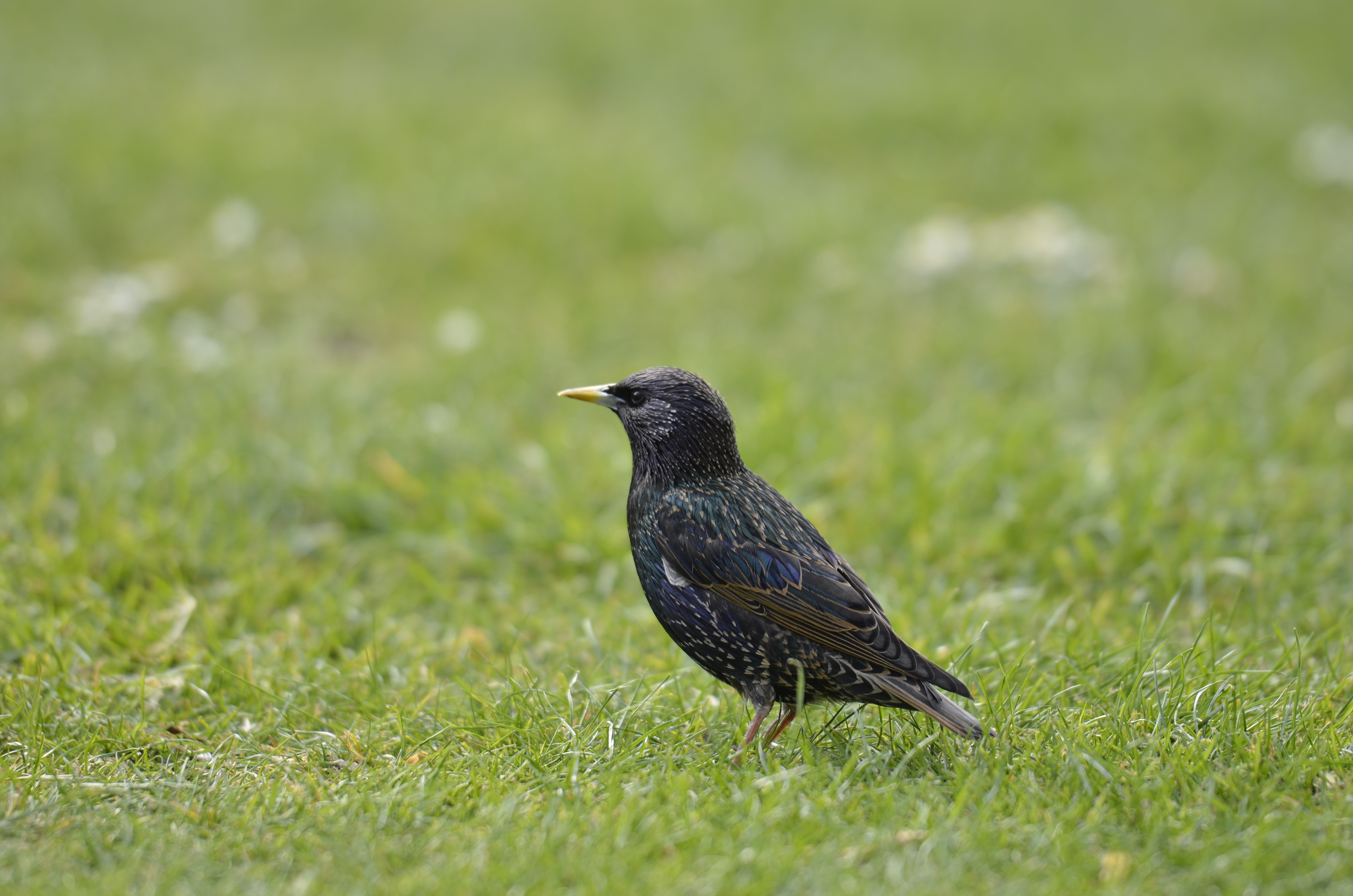 Nikon D5100 review sample image