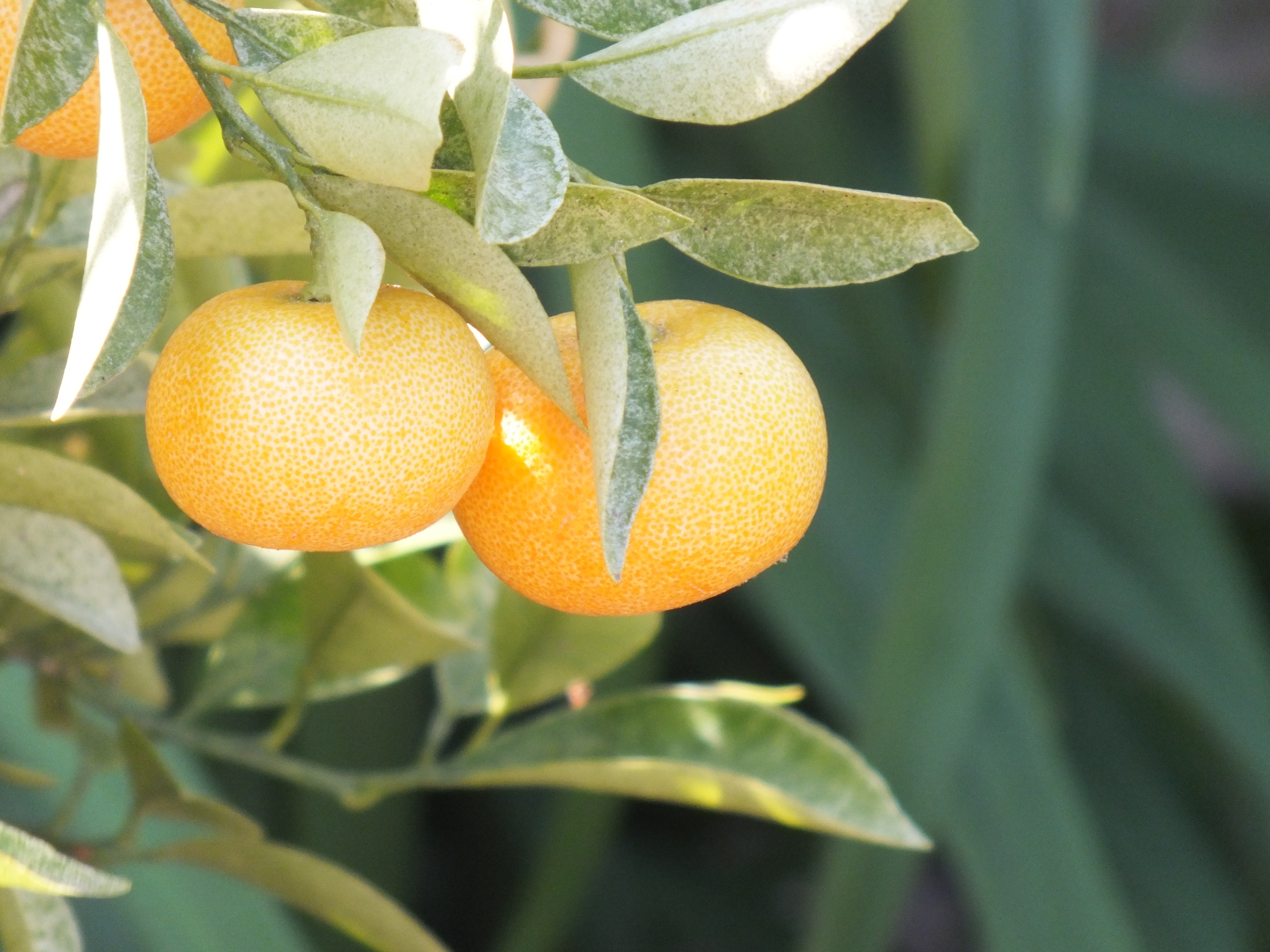 Fujifilm FinePix HS20 EXR review sample image