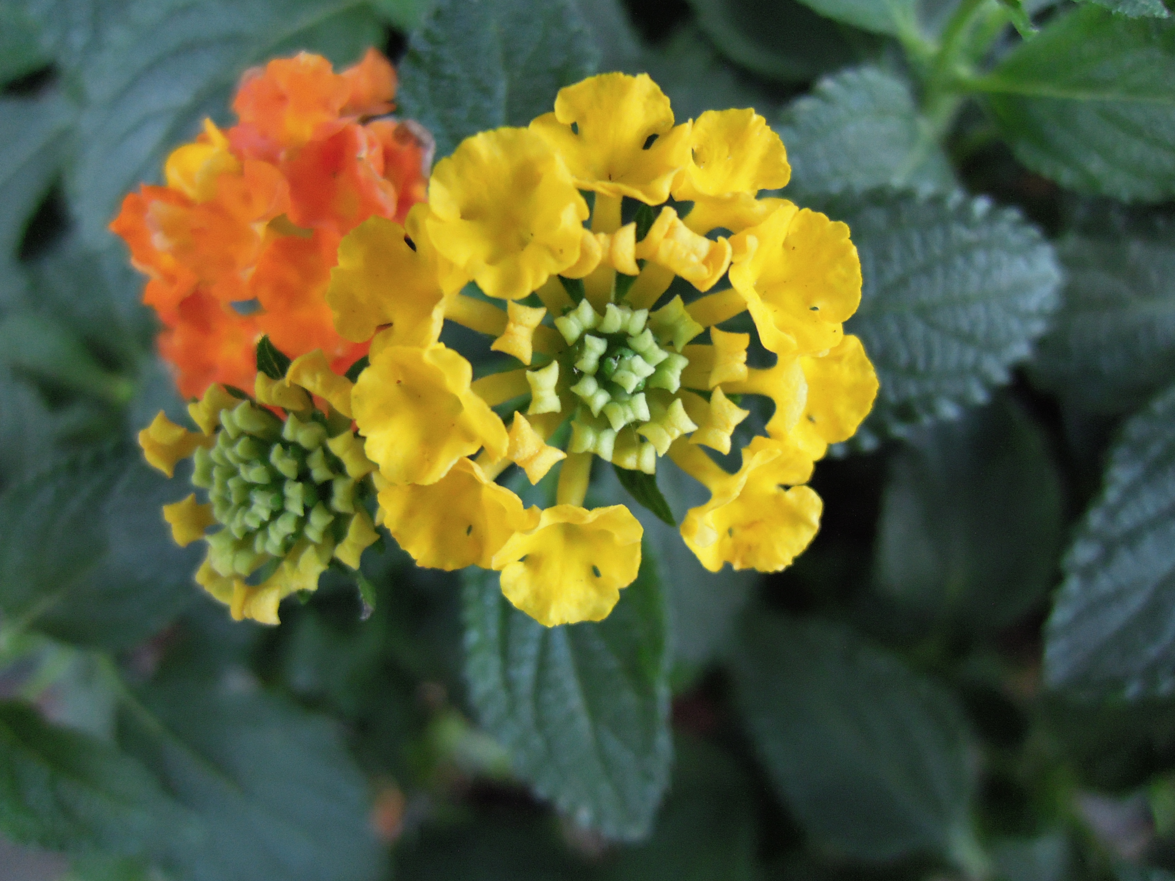Nikon Coolpix P300 review sample image