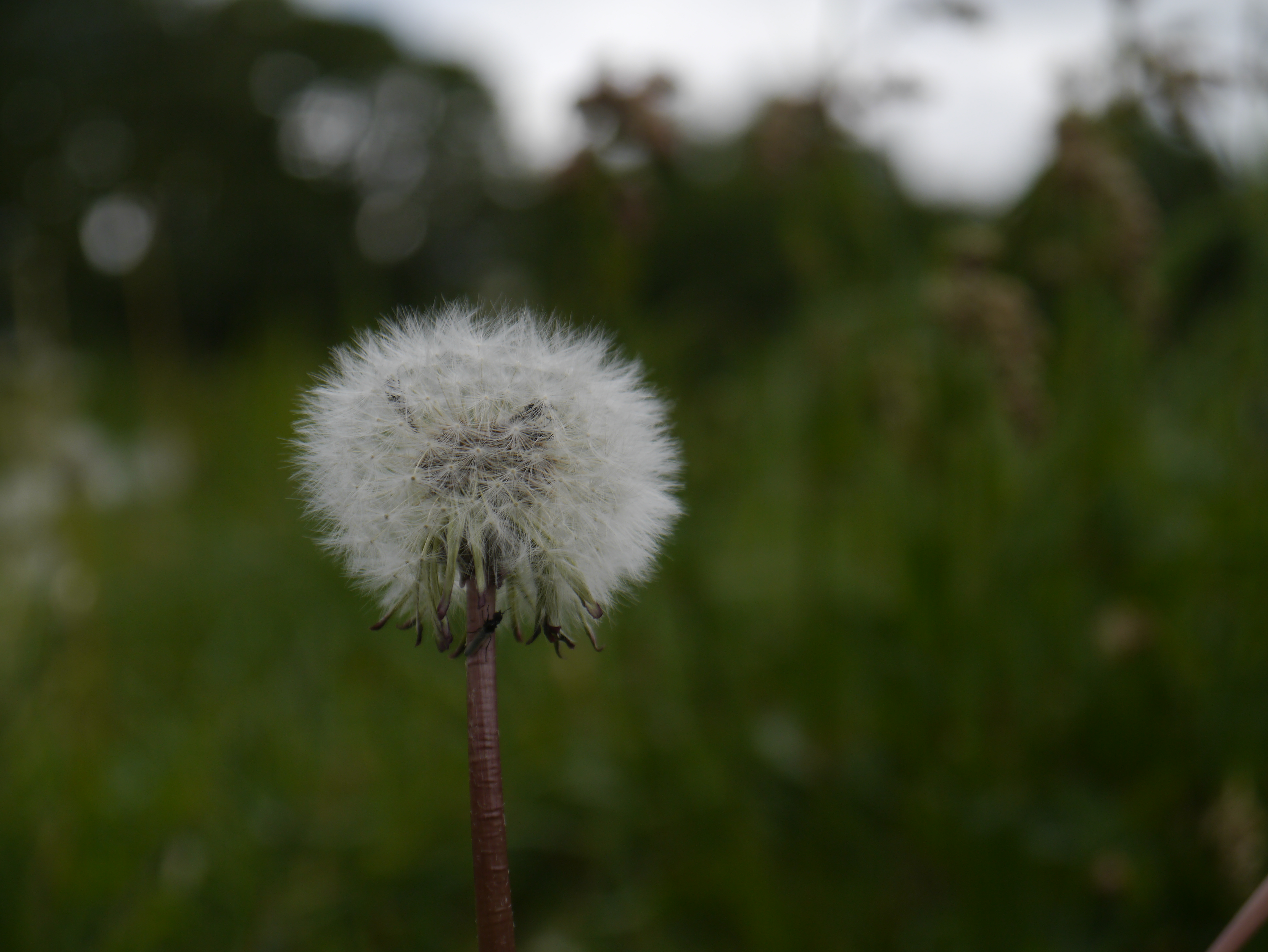 Panasonic Lumix G3 review sample image