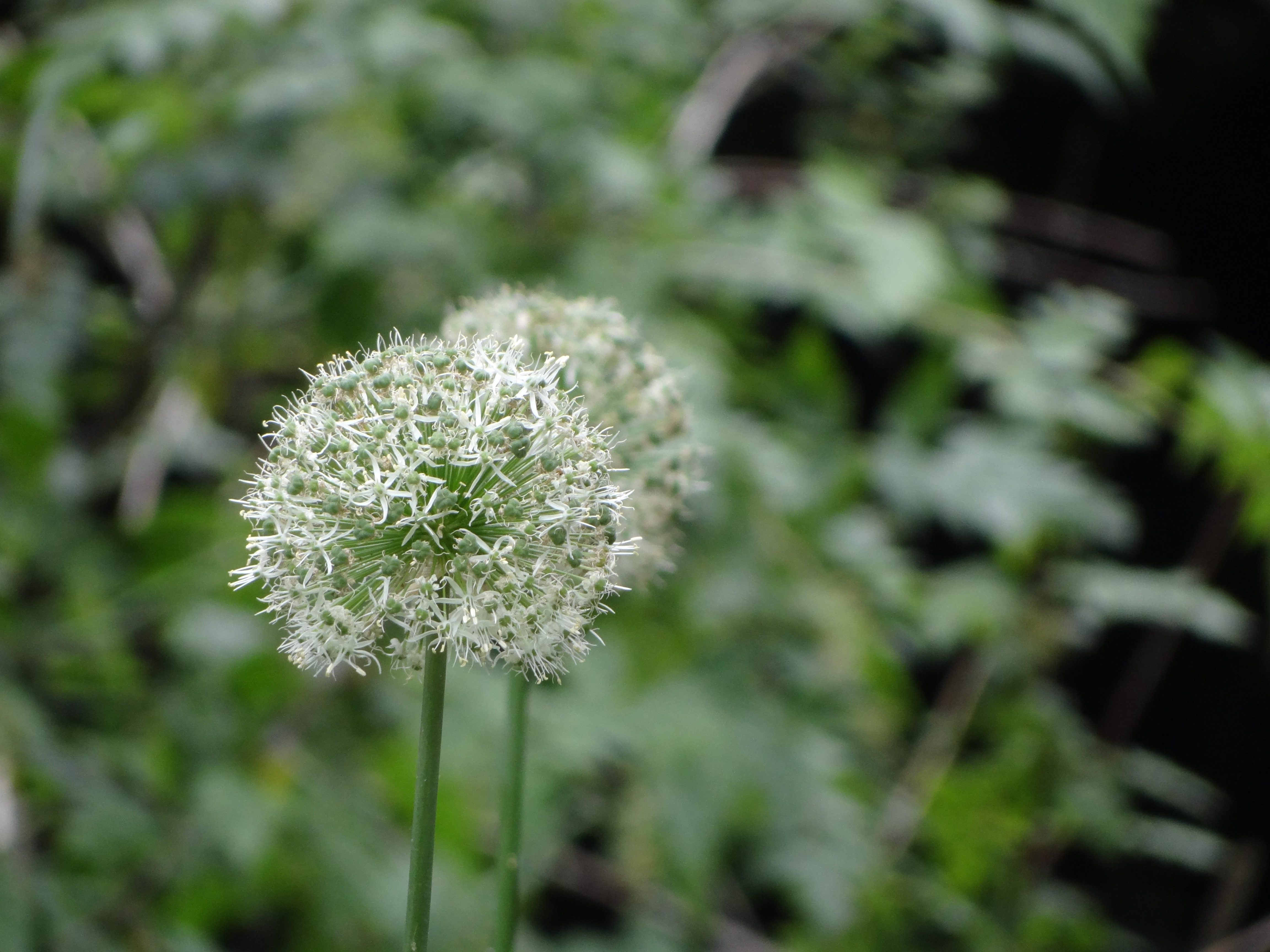 Sony Cyber-shot HX100V review sample image