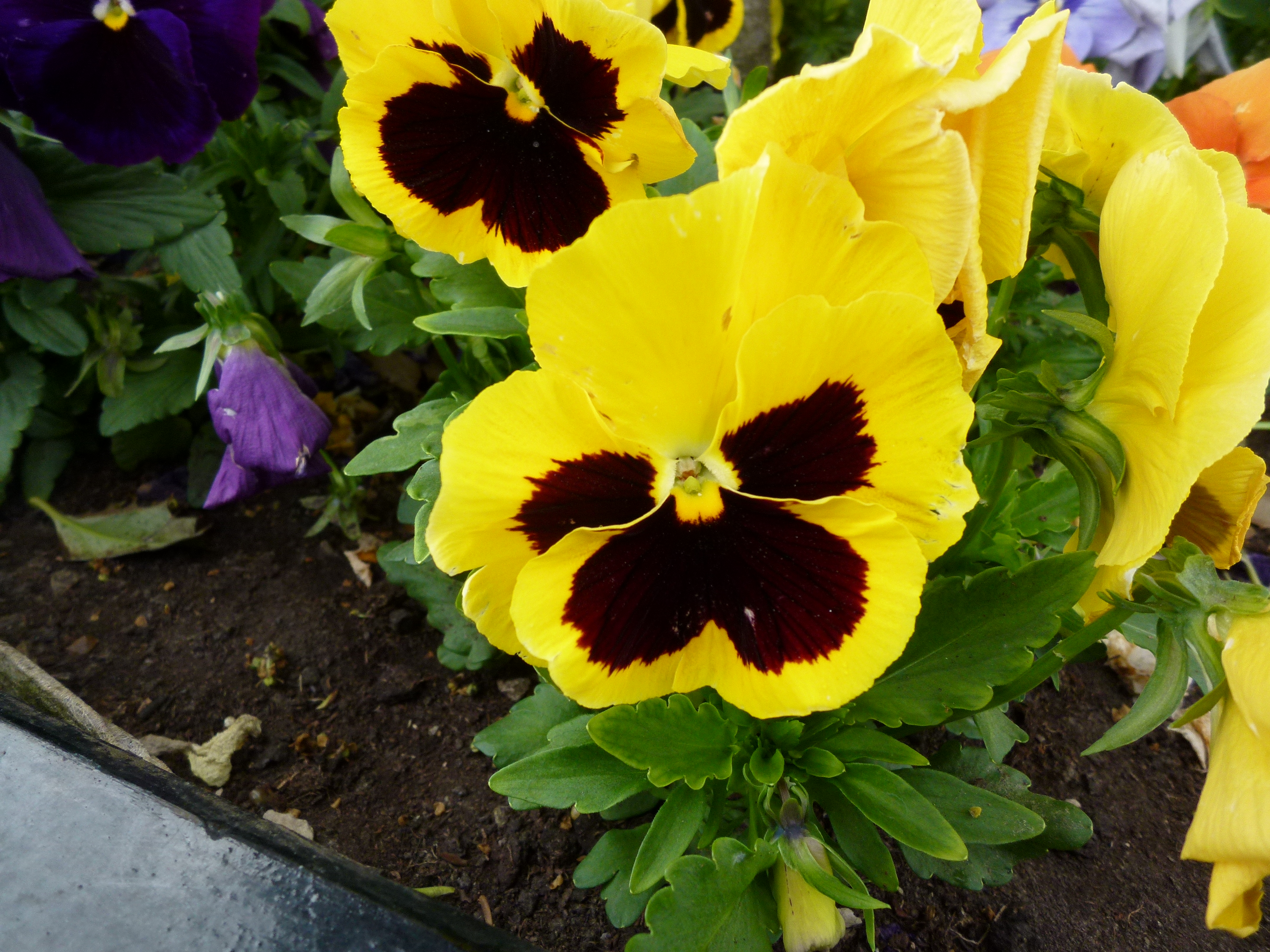 Panasonic Lumix FX700 Test Shots