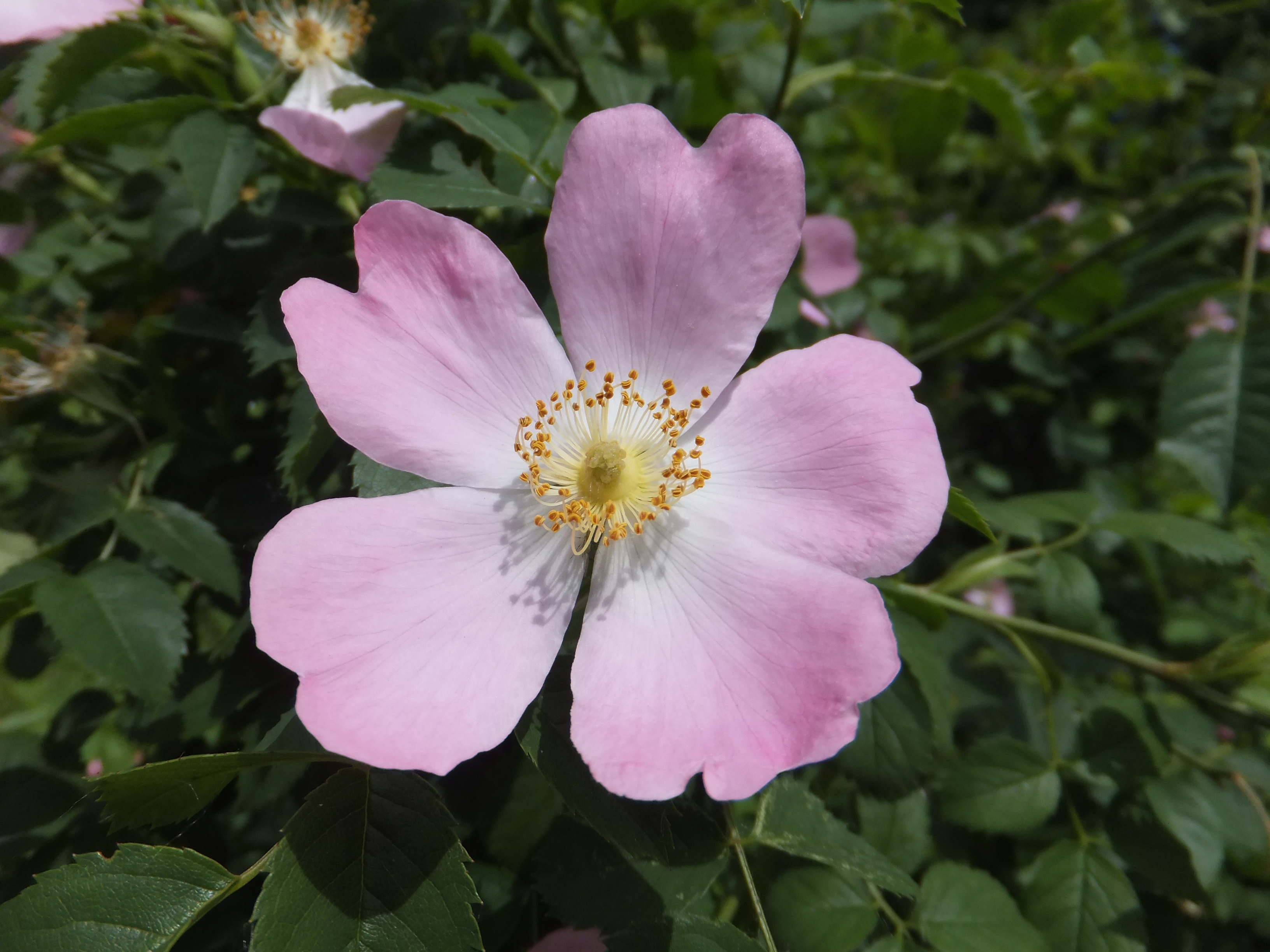 Fujifilm FinePix F550EXR review sample images