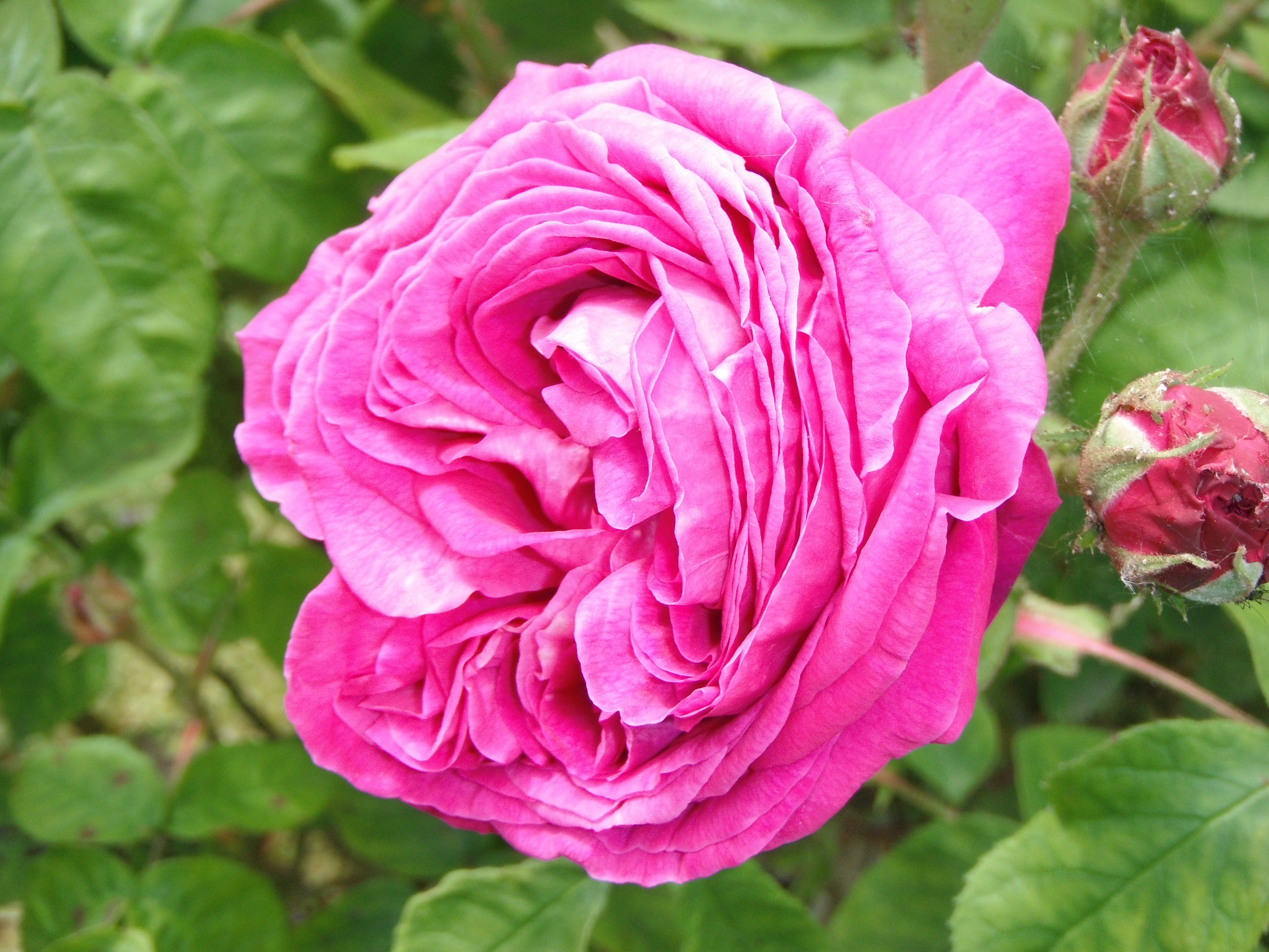 Fujifilm FinePix Z90 review sample images