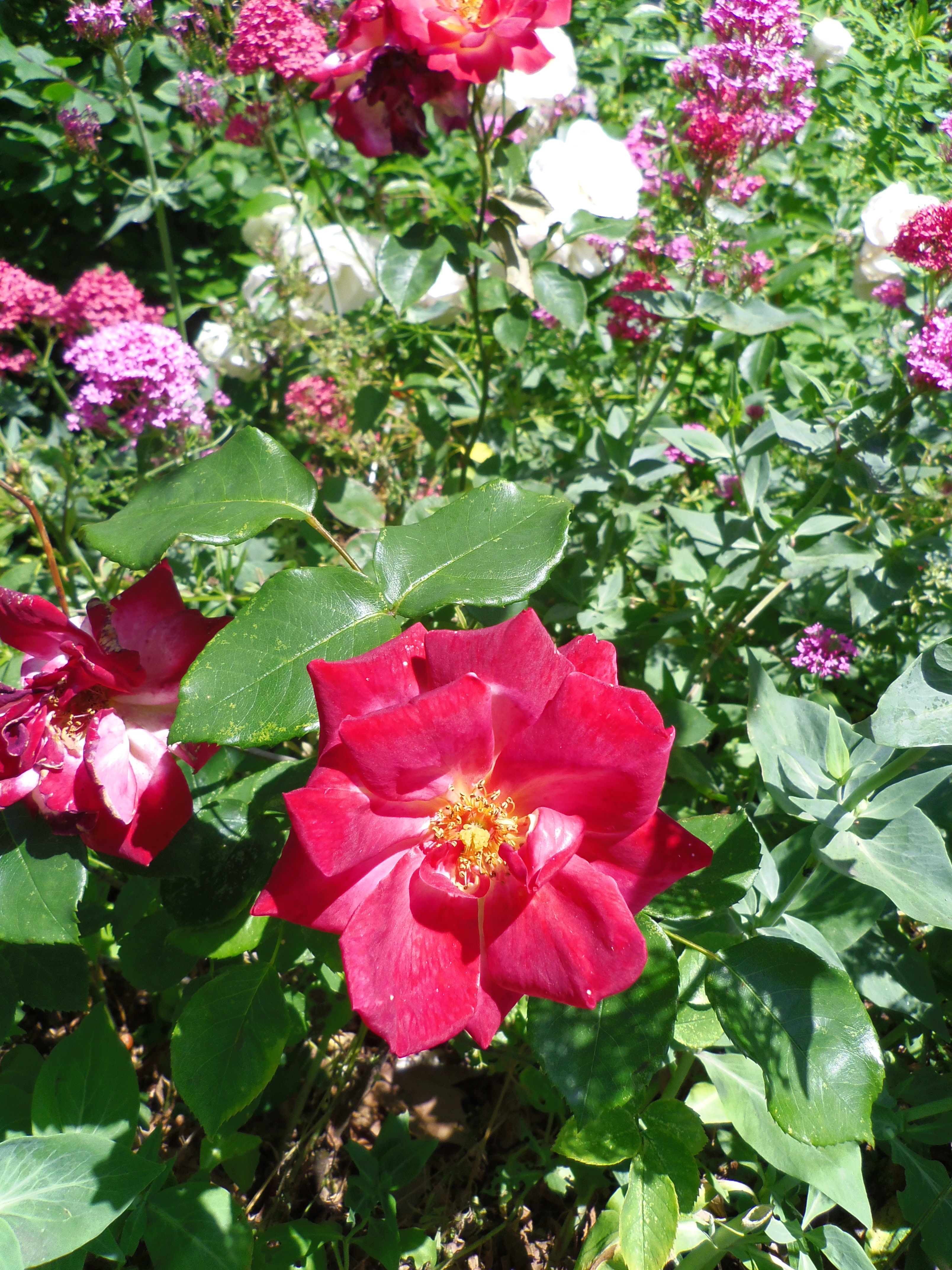 Pentax Optio S1 review sample image