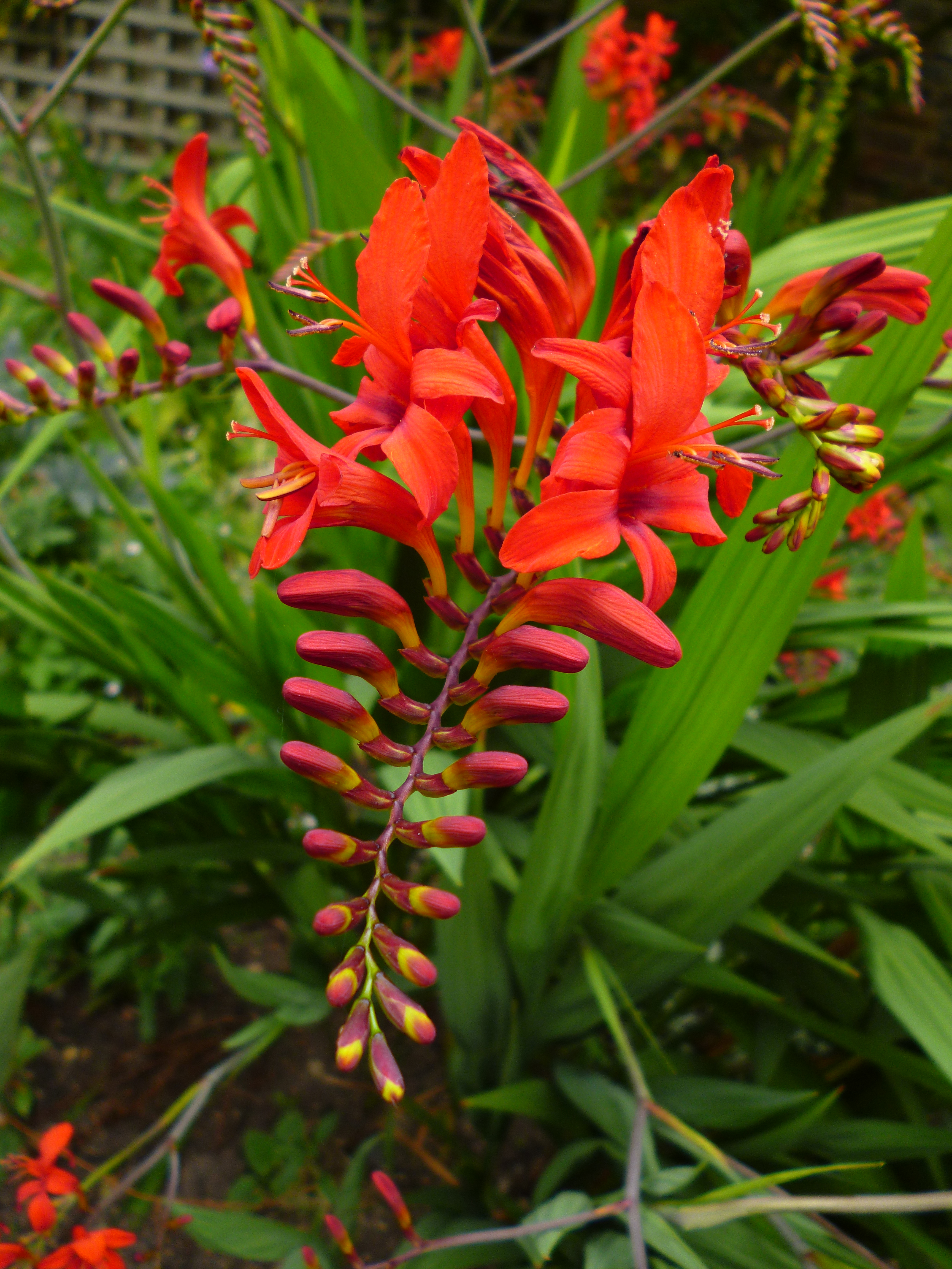 Panasonic Lumix FS22 Sample Image