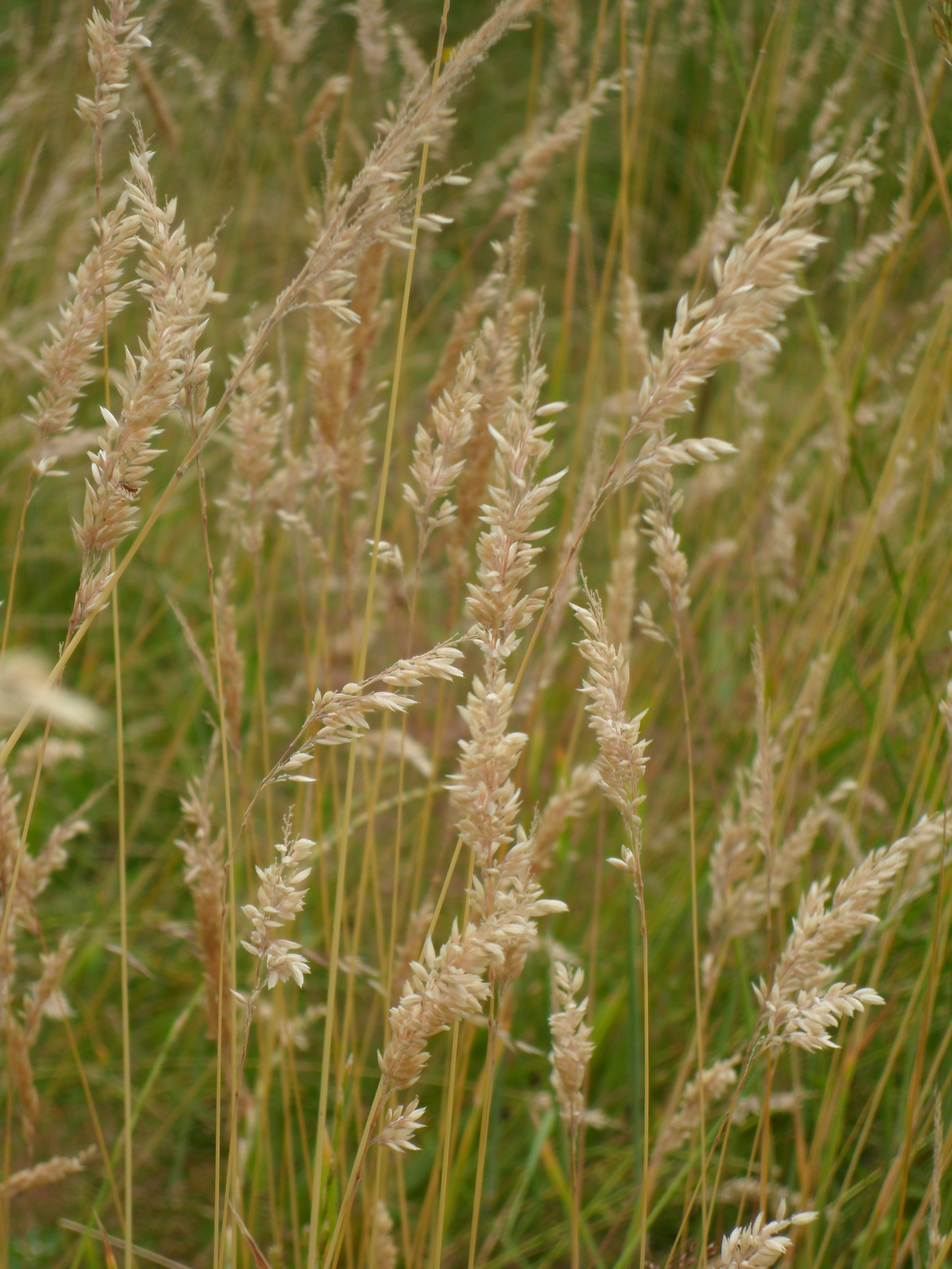 Samsung ST95 review sample image