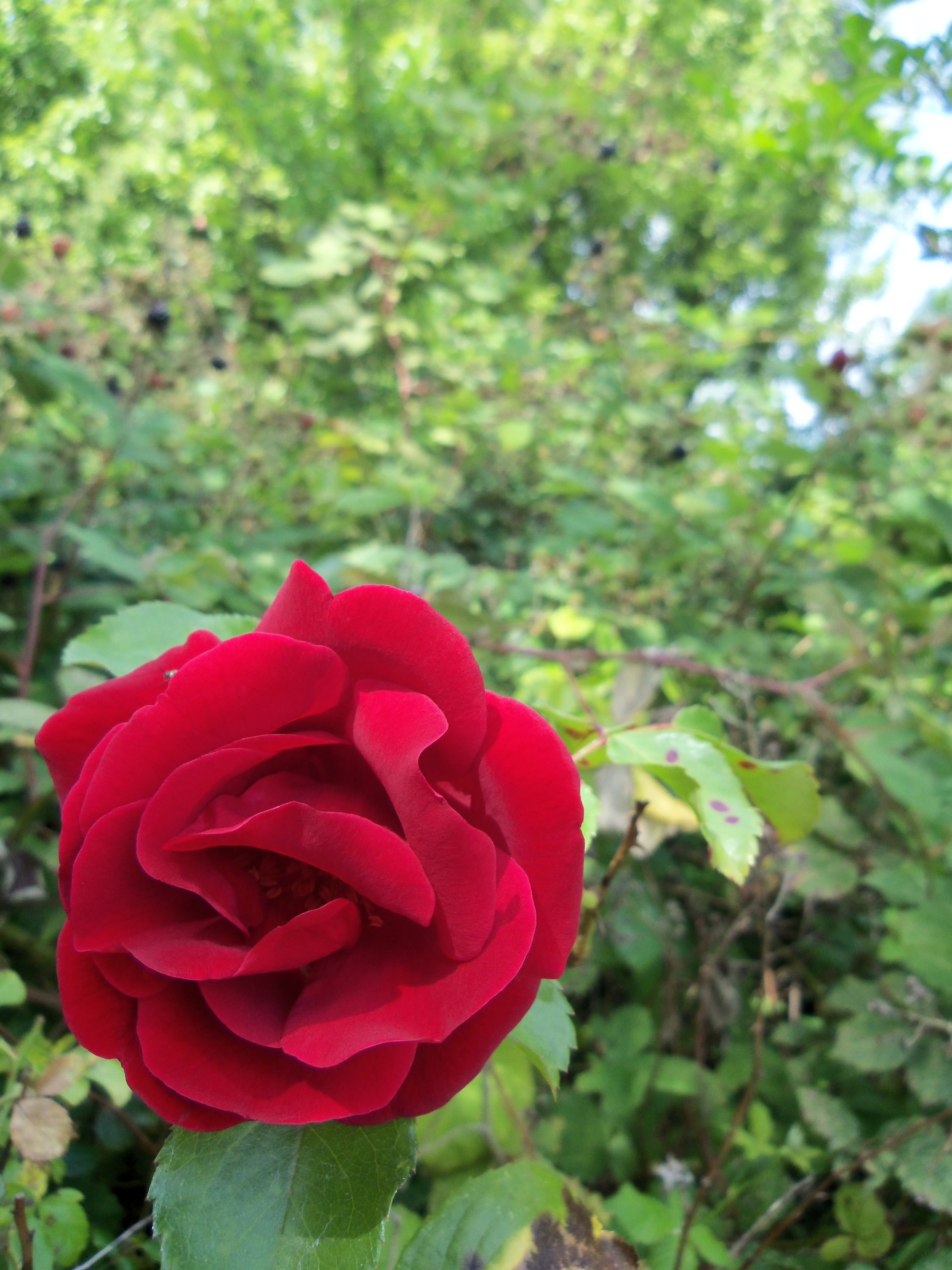 Kodak Easyshare Touch review sample image