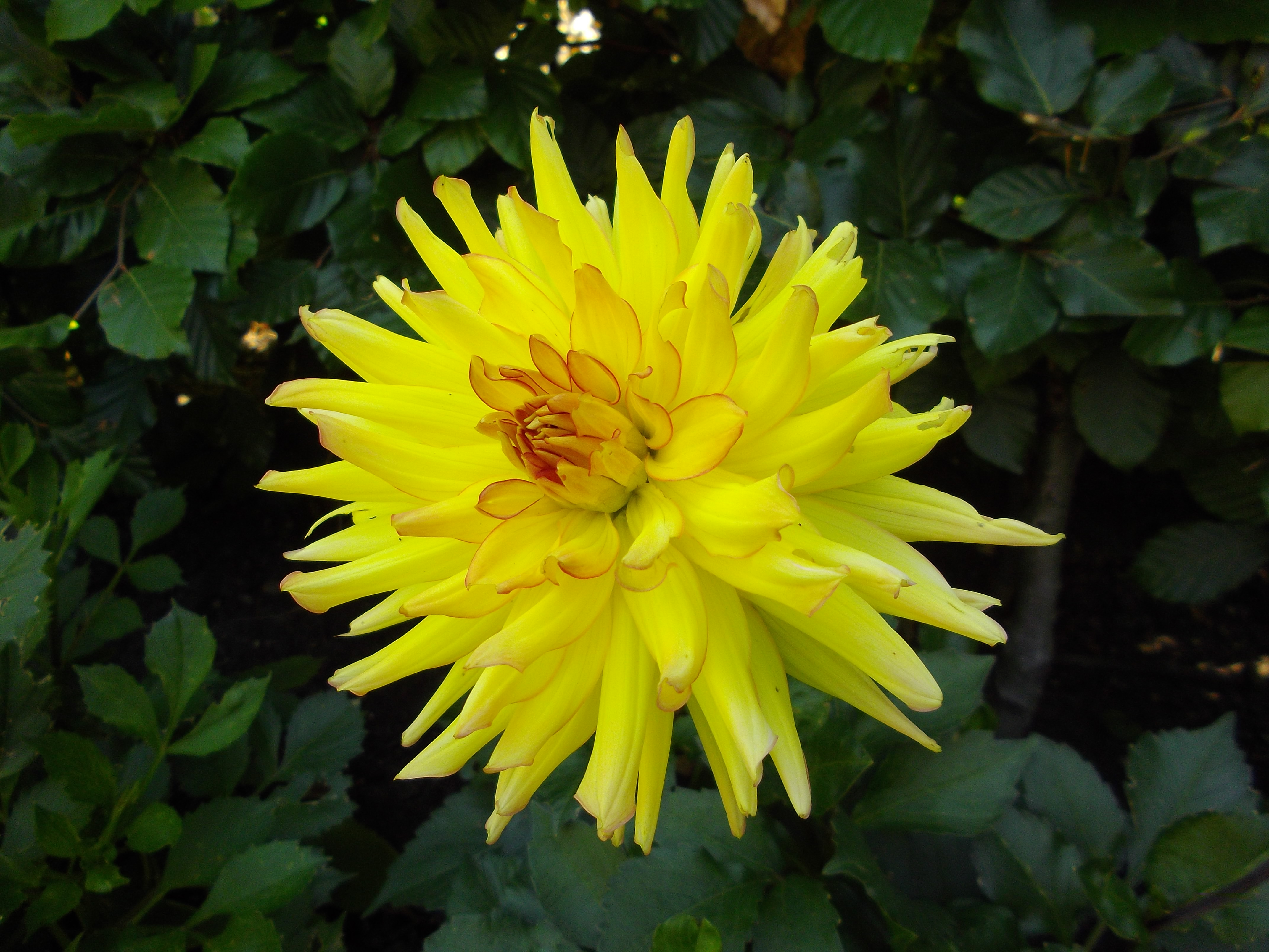 Pentax Optio RS1500 Review Gallery - Test Images