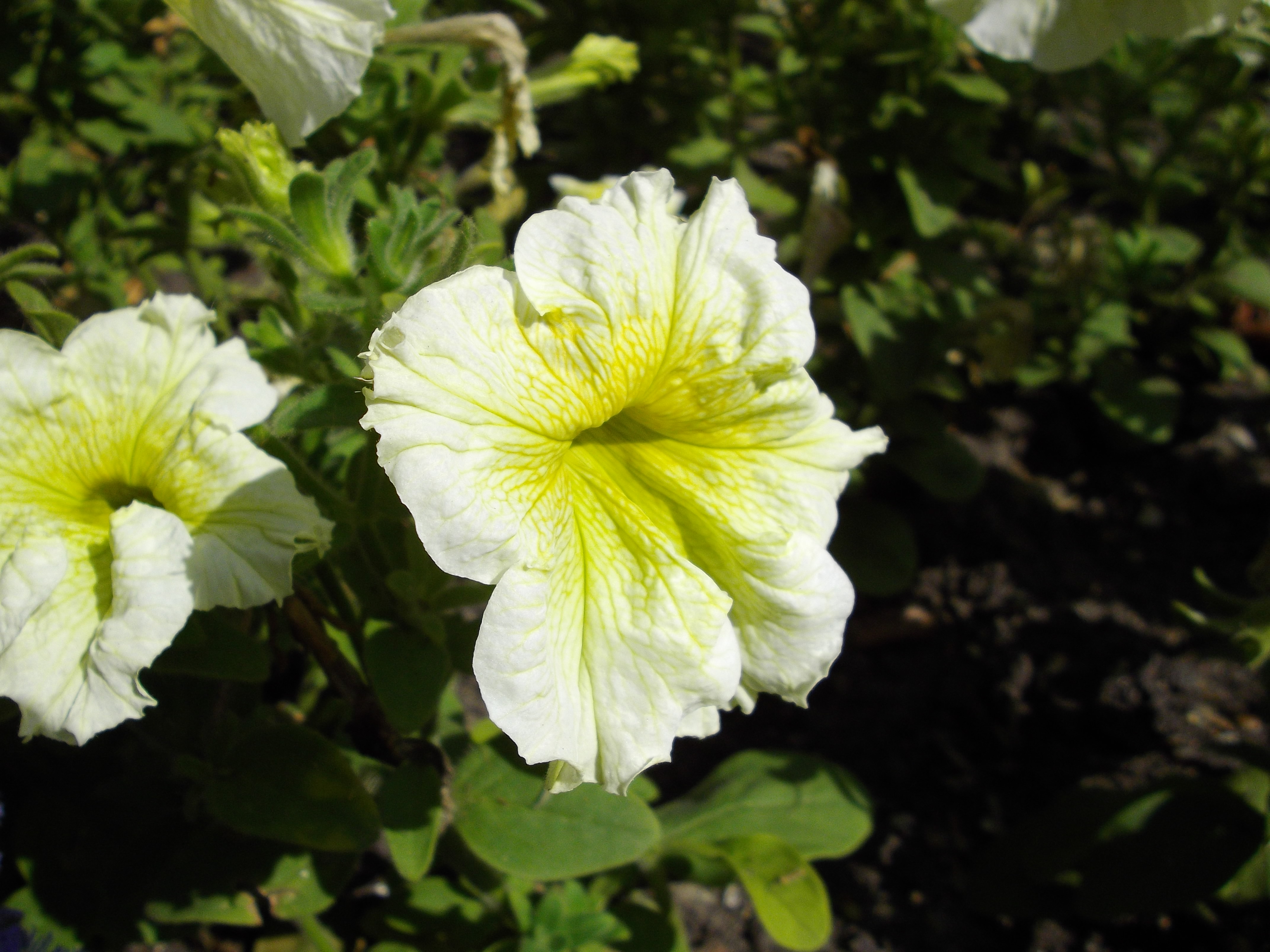 Pentax Optio RS1500 Review Gallery - Test Images