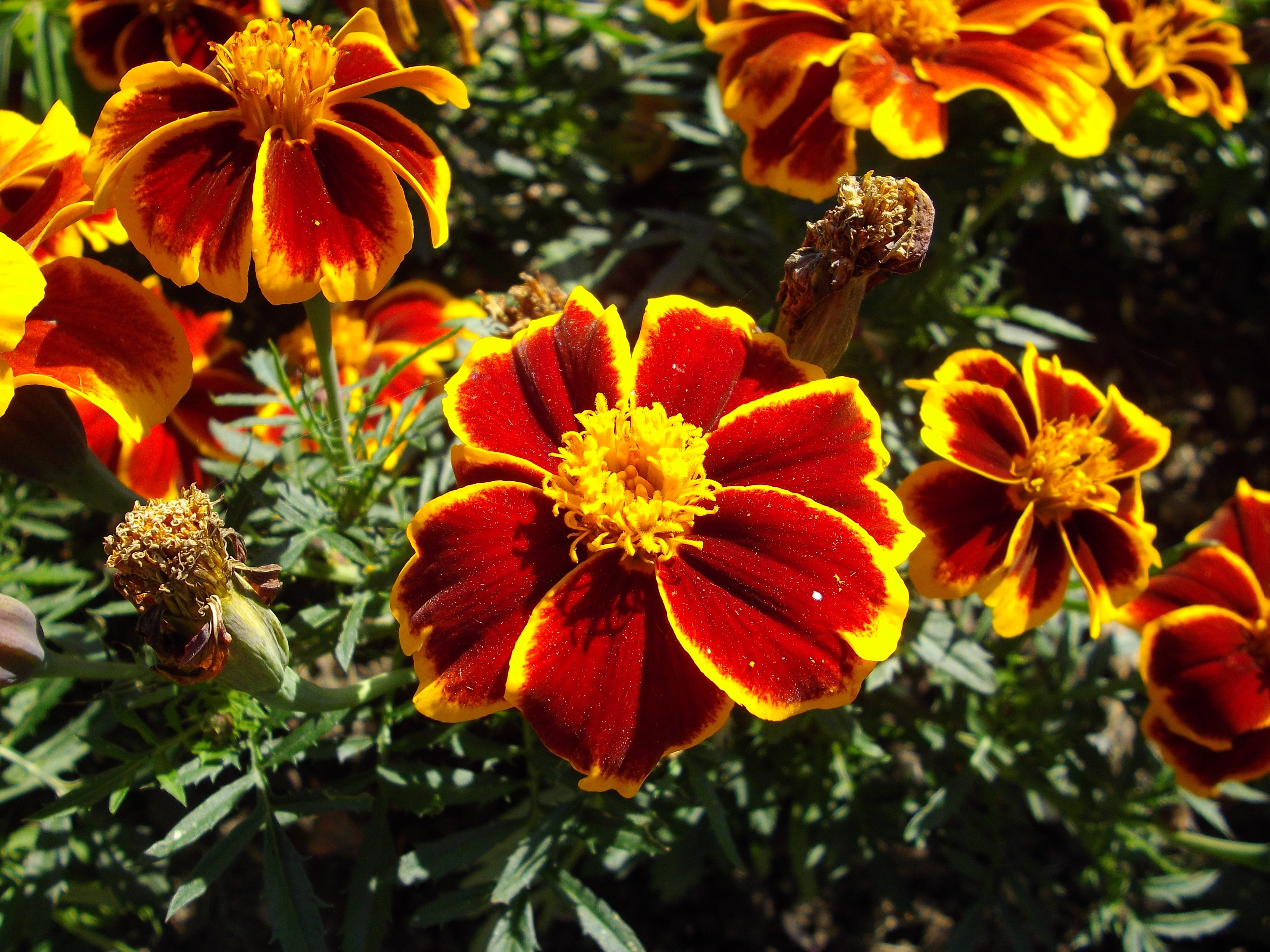Pentax Optio RS1500 Review Gallery - Test Images