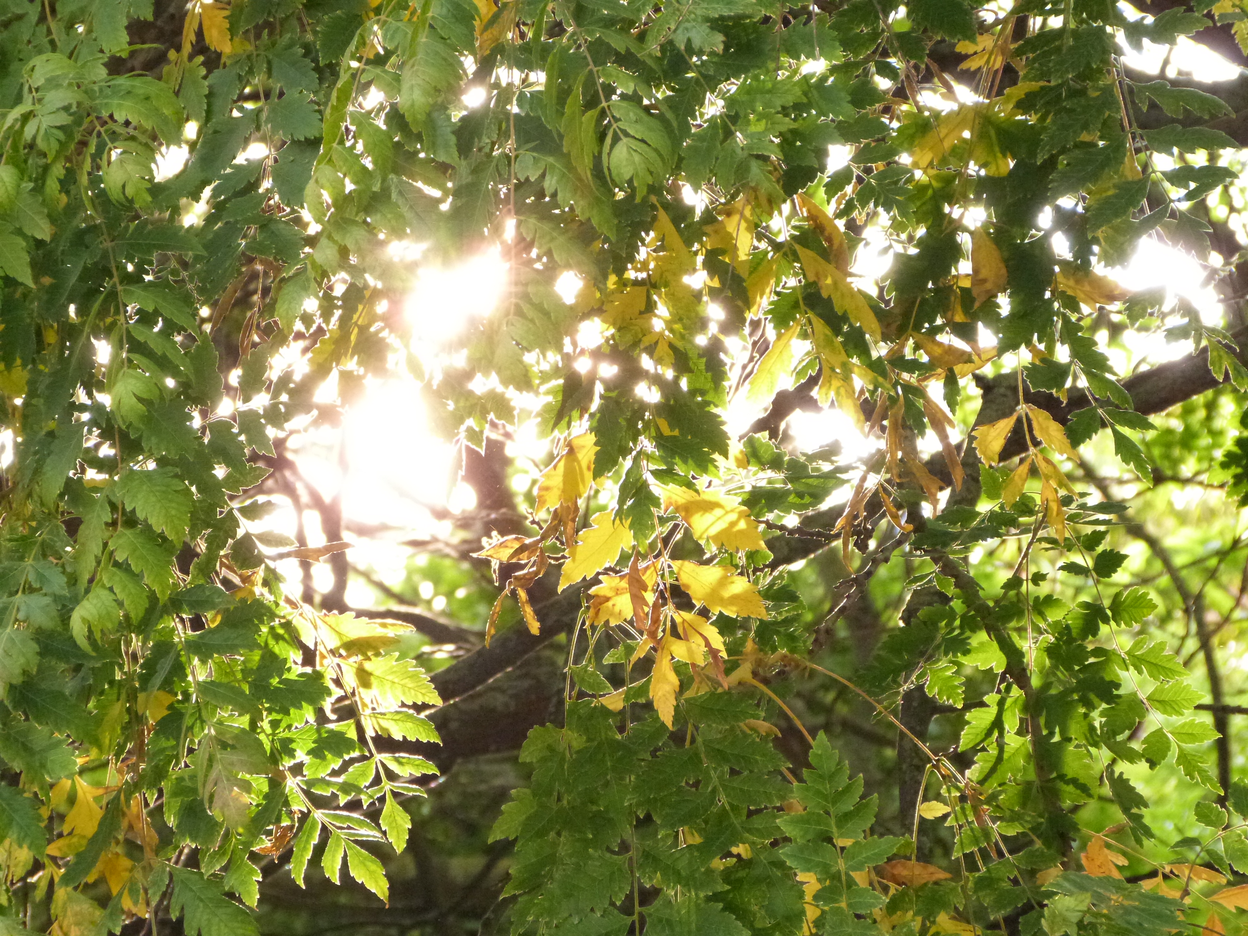 Panasonic Lumix FZ48 review sample image