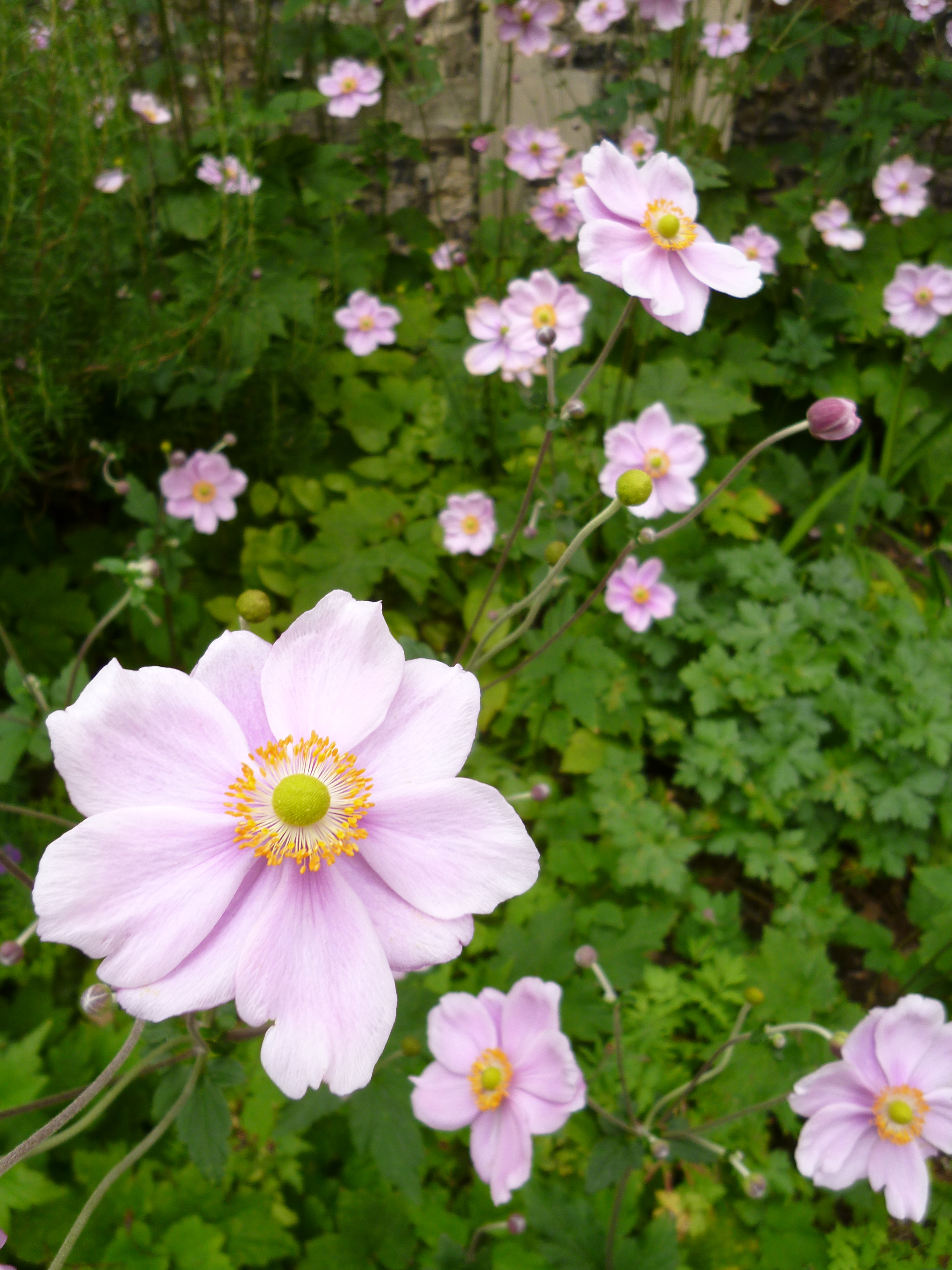 Panasonic Lumix FX77 review sample images 