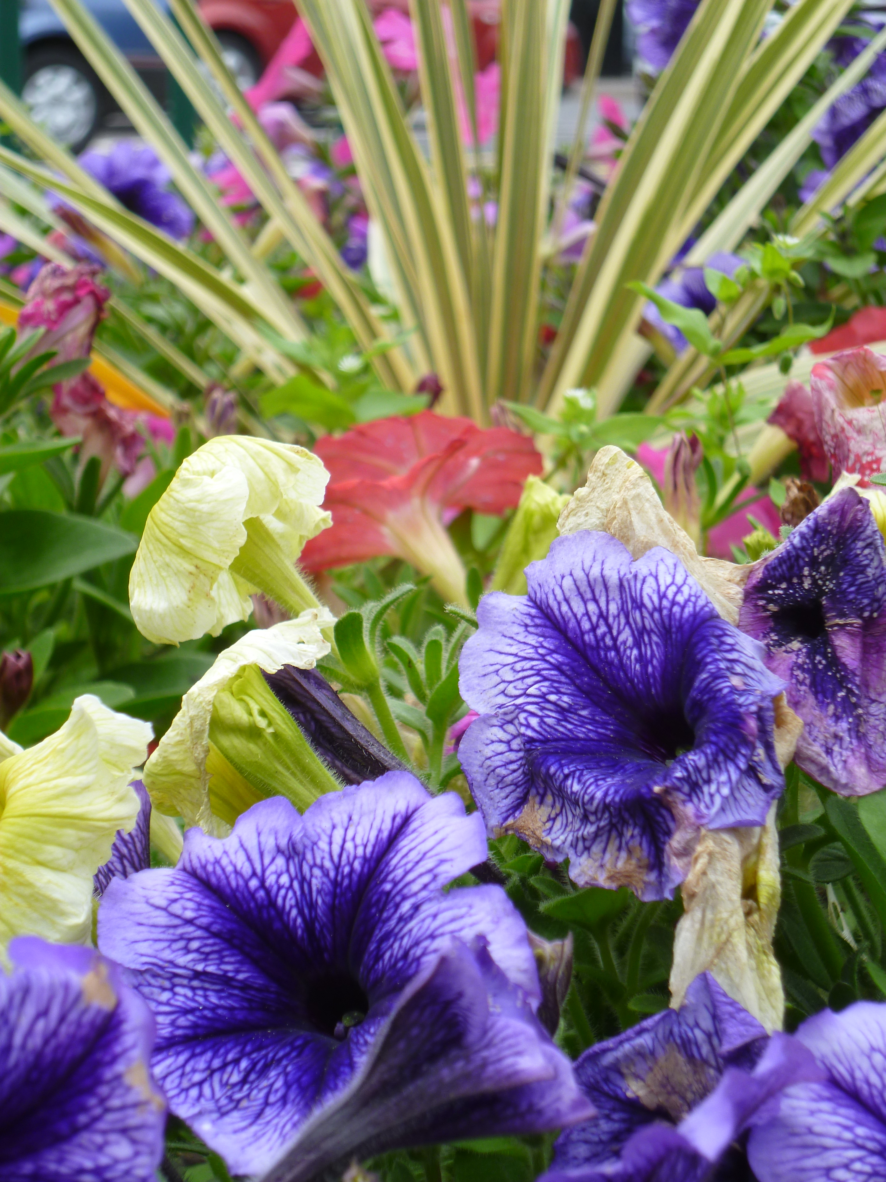 Panasonic Lumix FX77 review sample images 