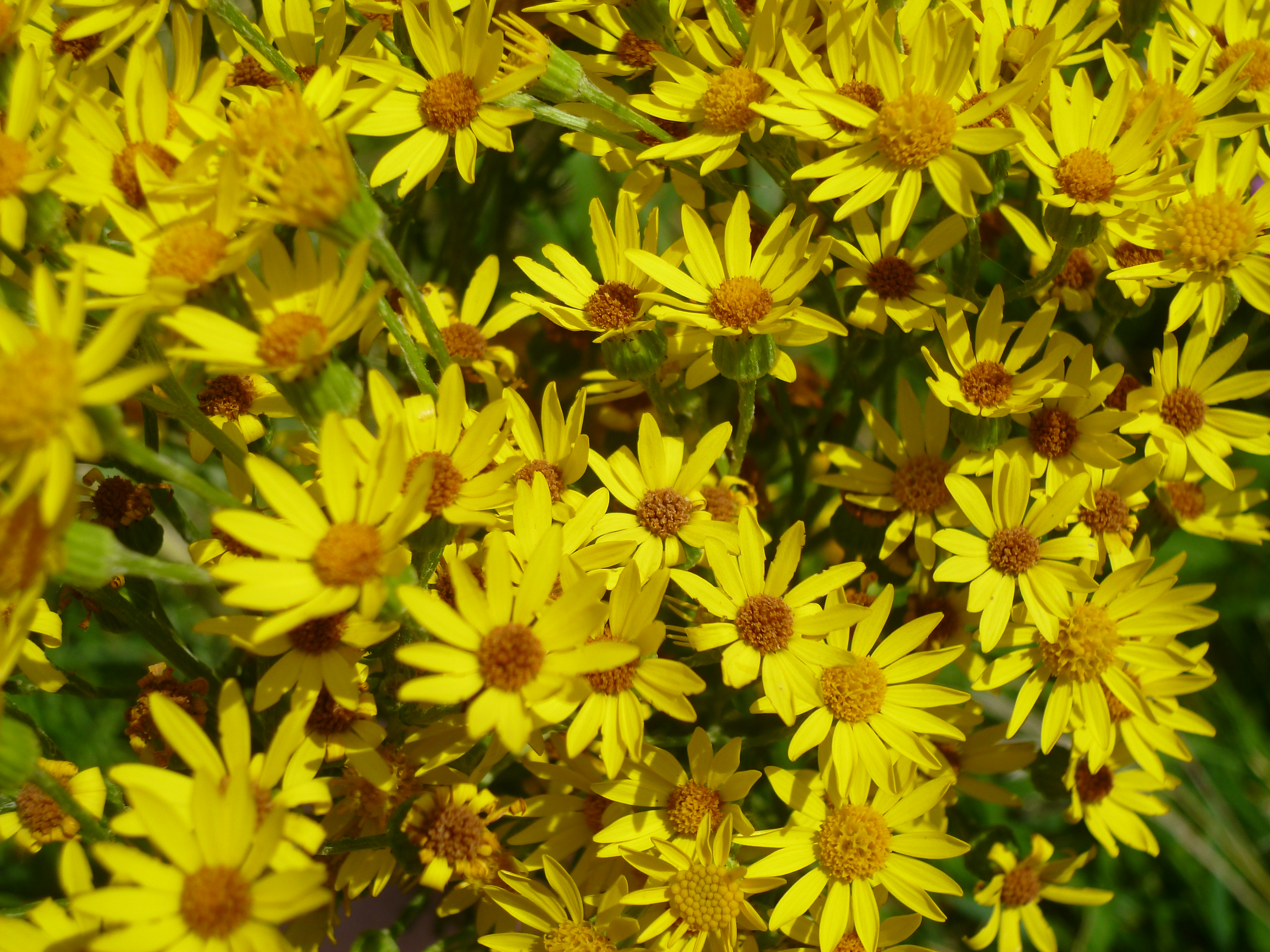 Panasonic Lumix FX77 review sample images 