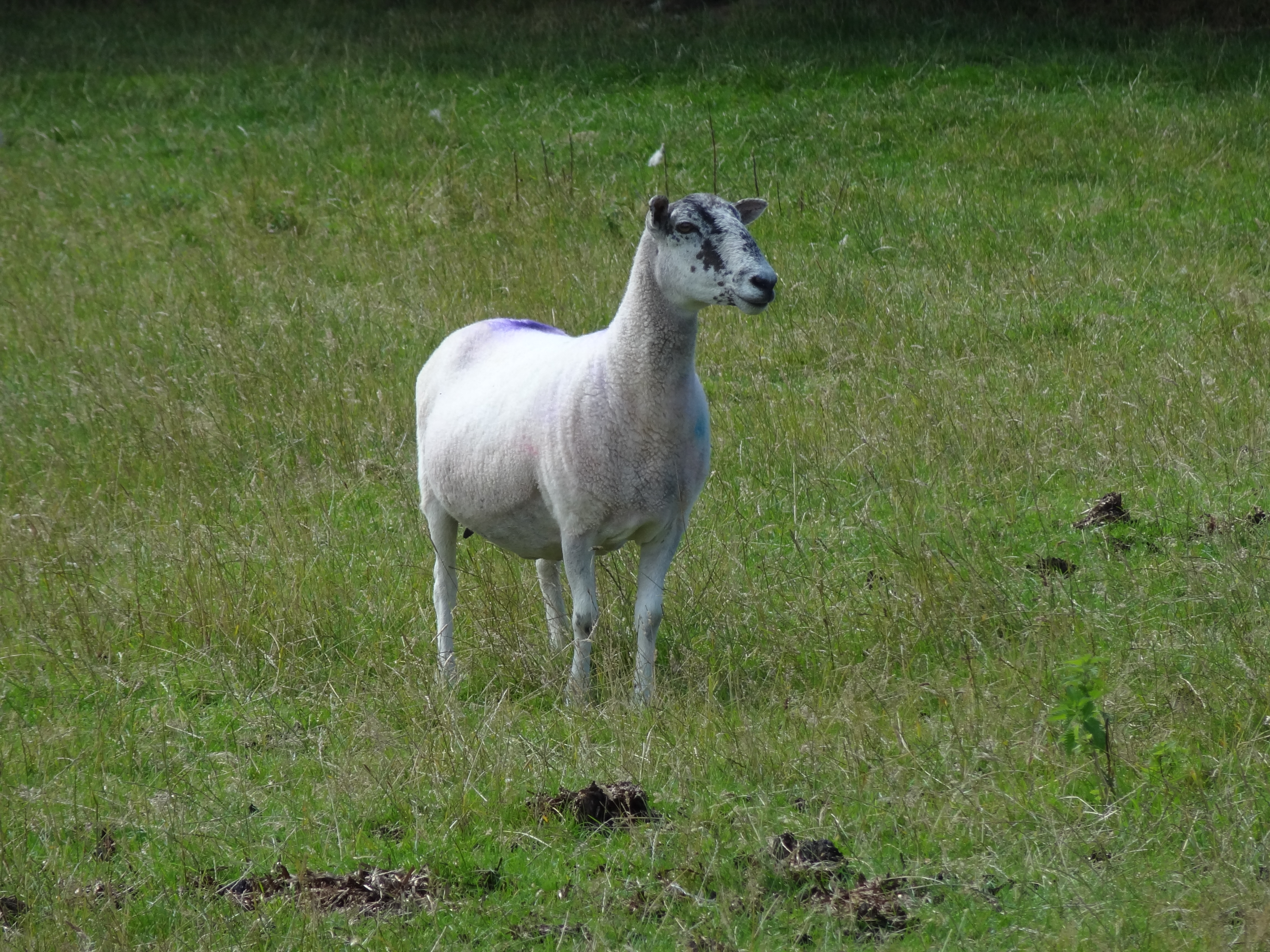 Sony CyberShot DSC-HX9