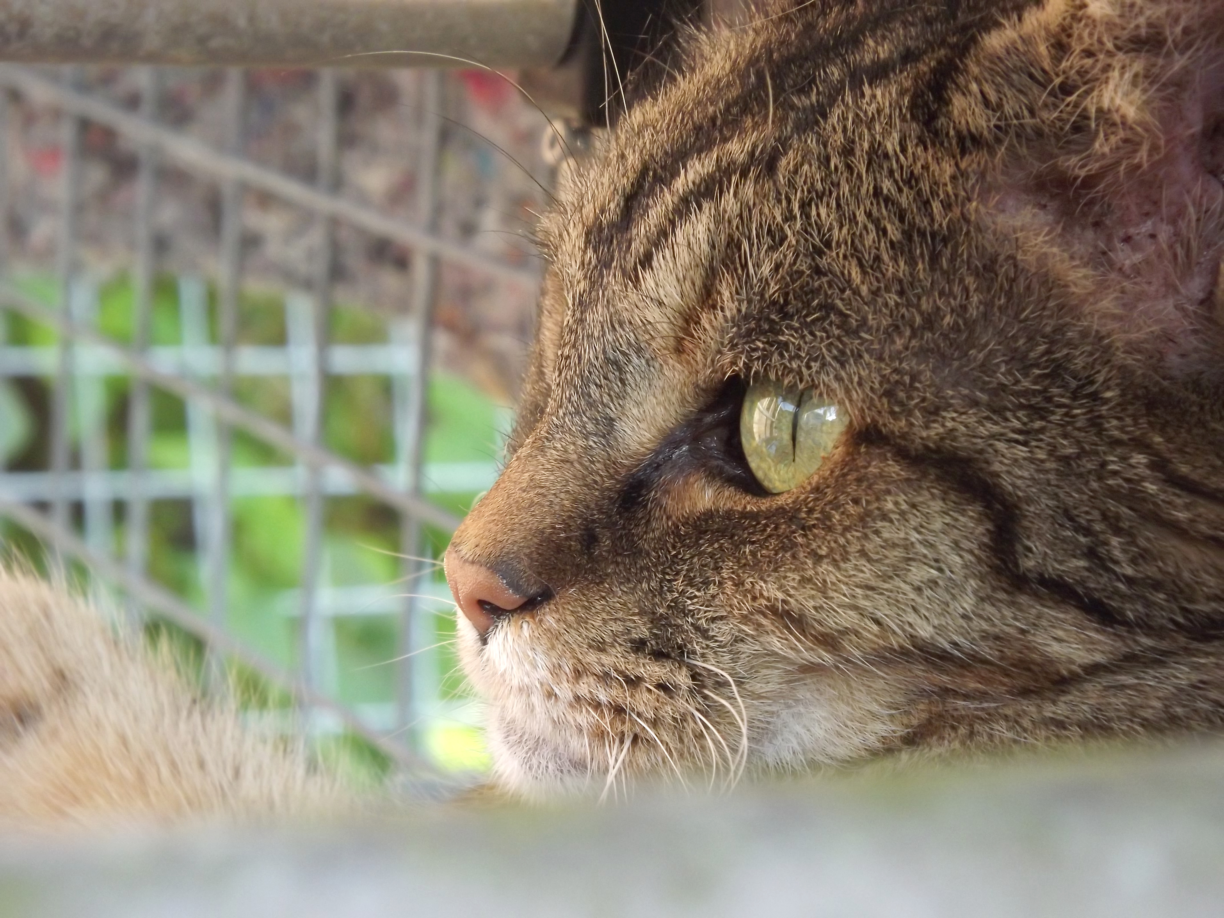 Fujifilm Finepix S3200 review sample image