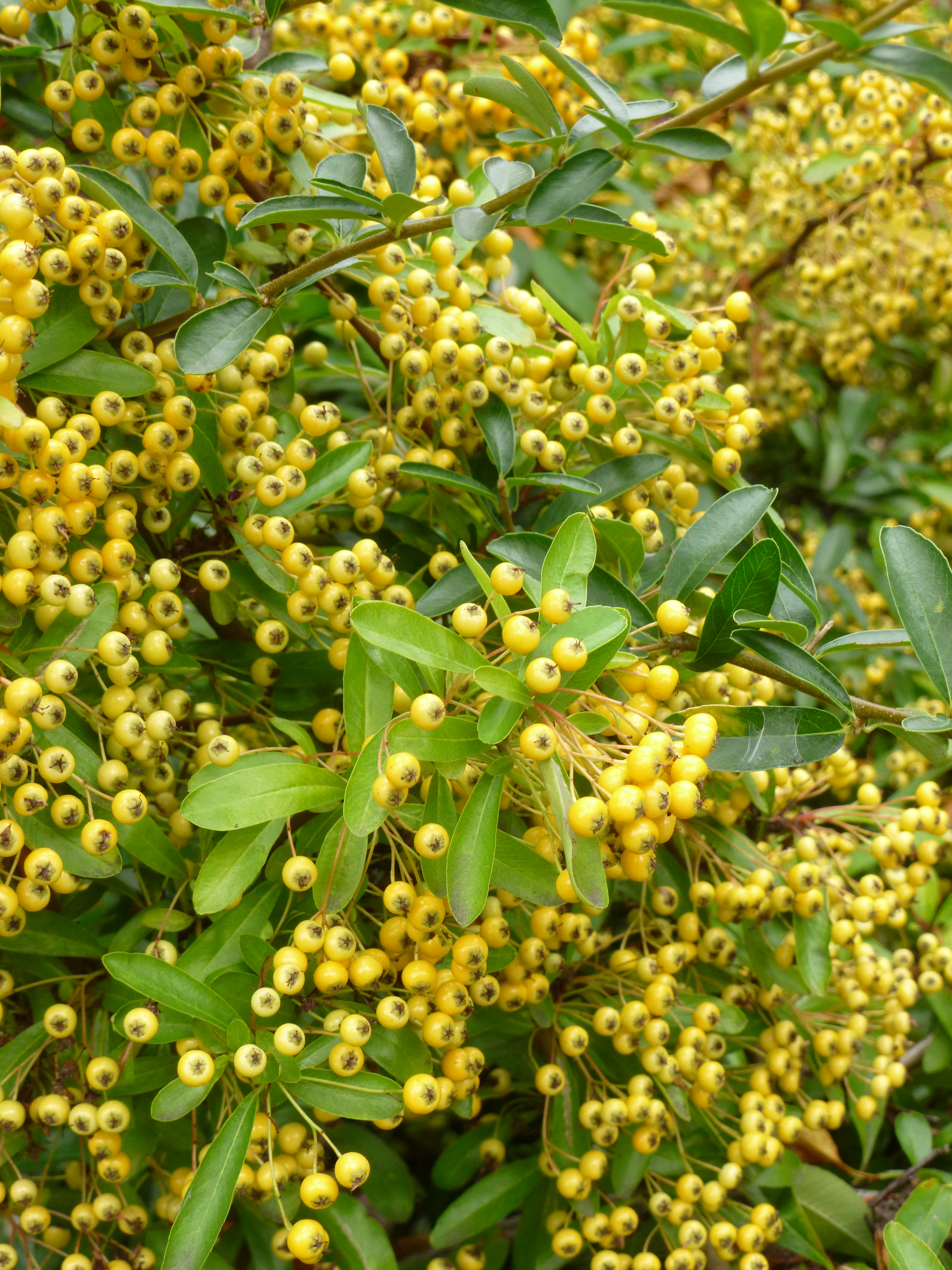 Panasonic Lumix FS37 review sample image