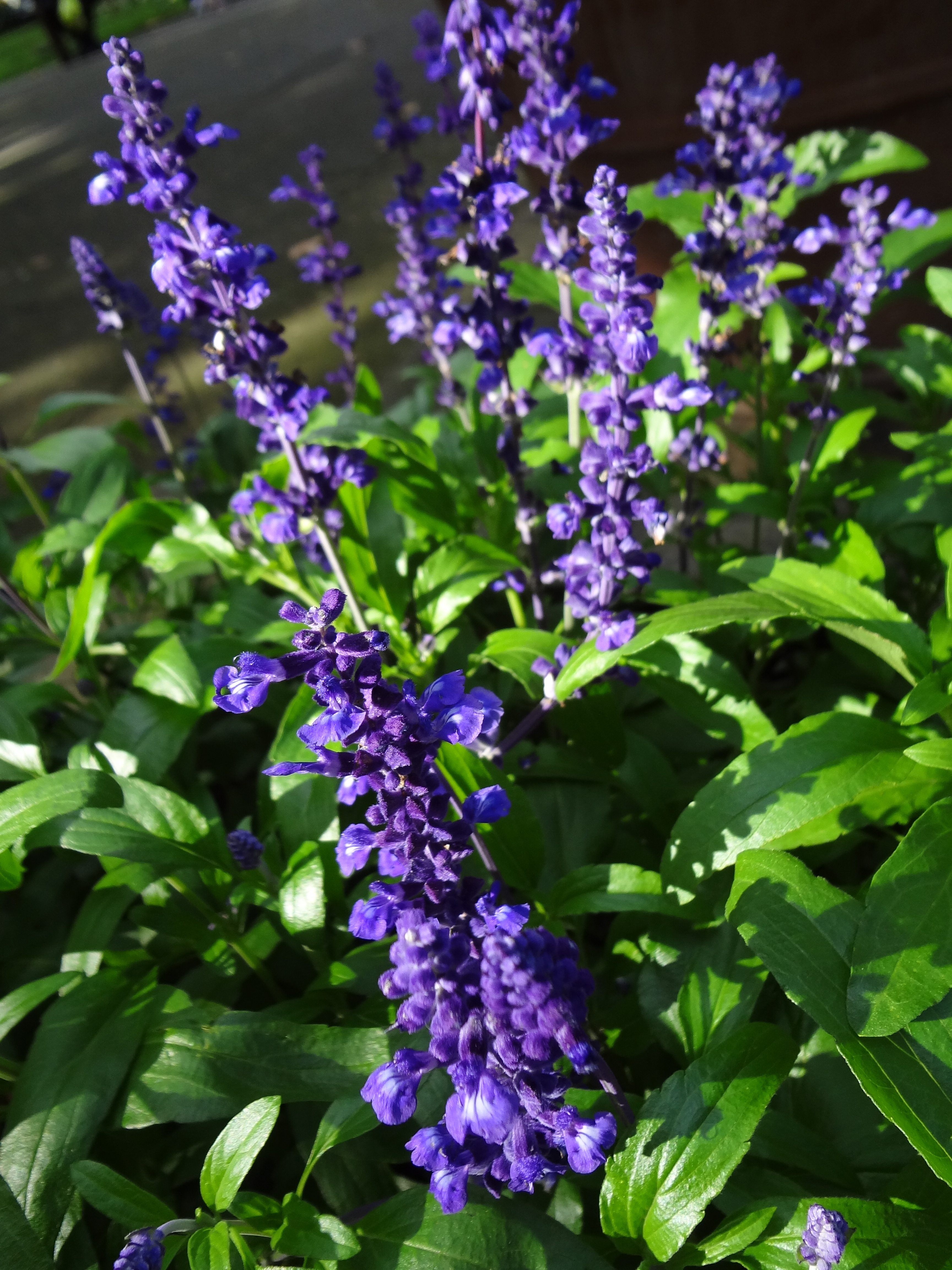 Sony Cyber-shot WX7 review sample image