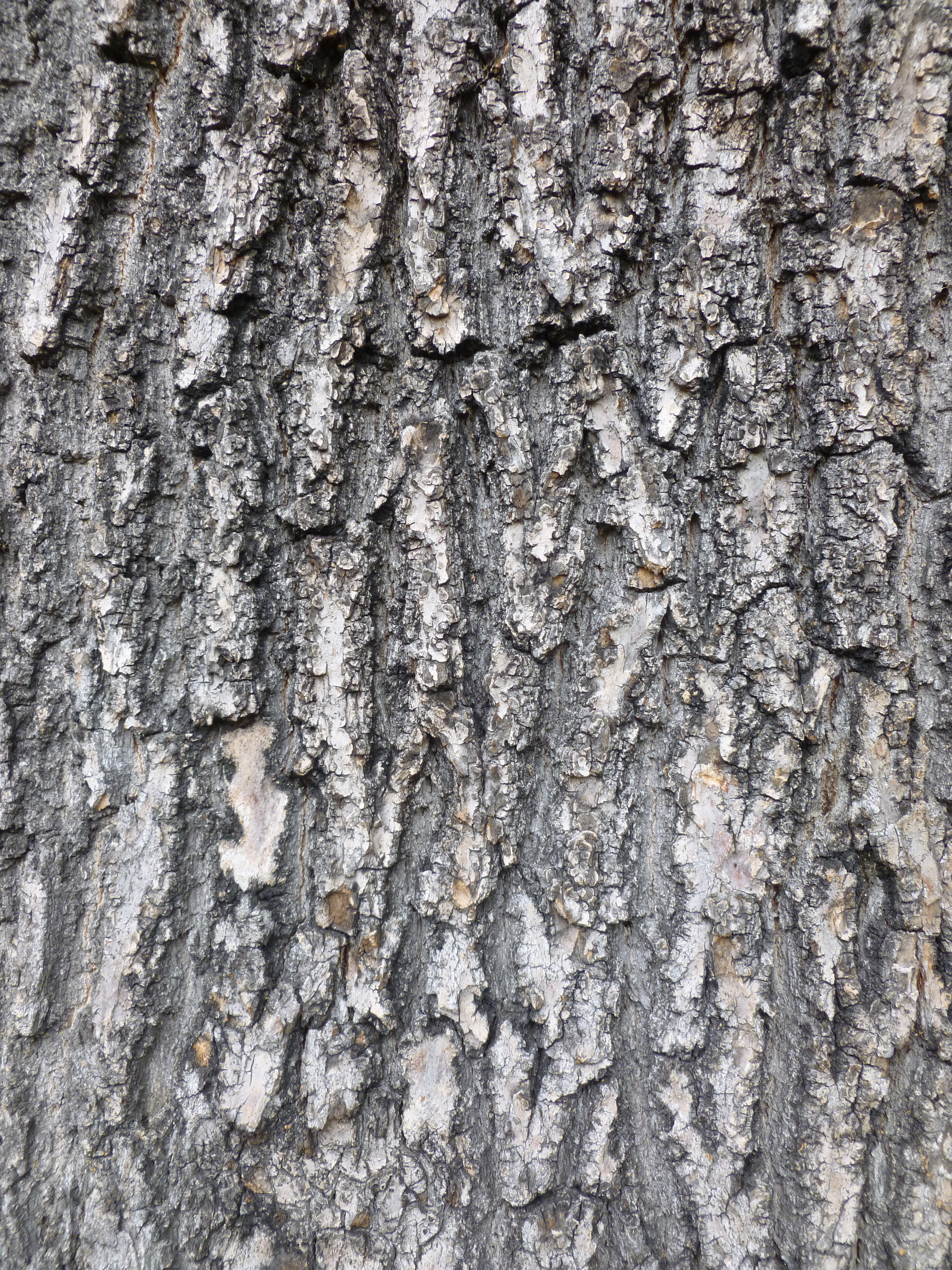 Panasonic Lumix FS37 review sample image