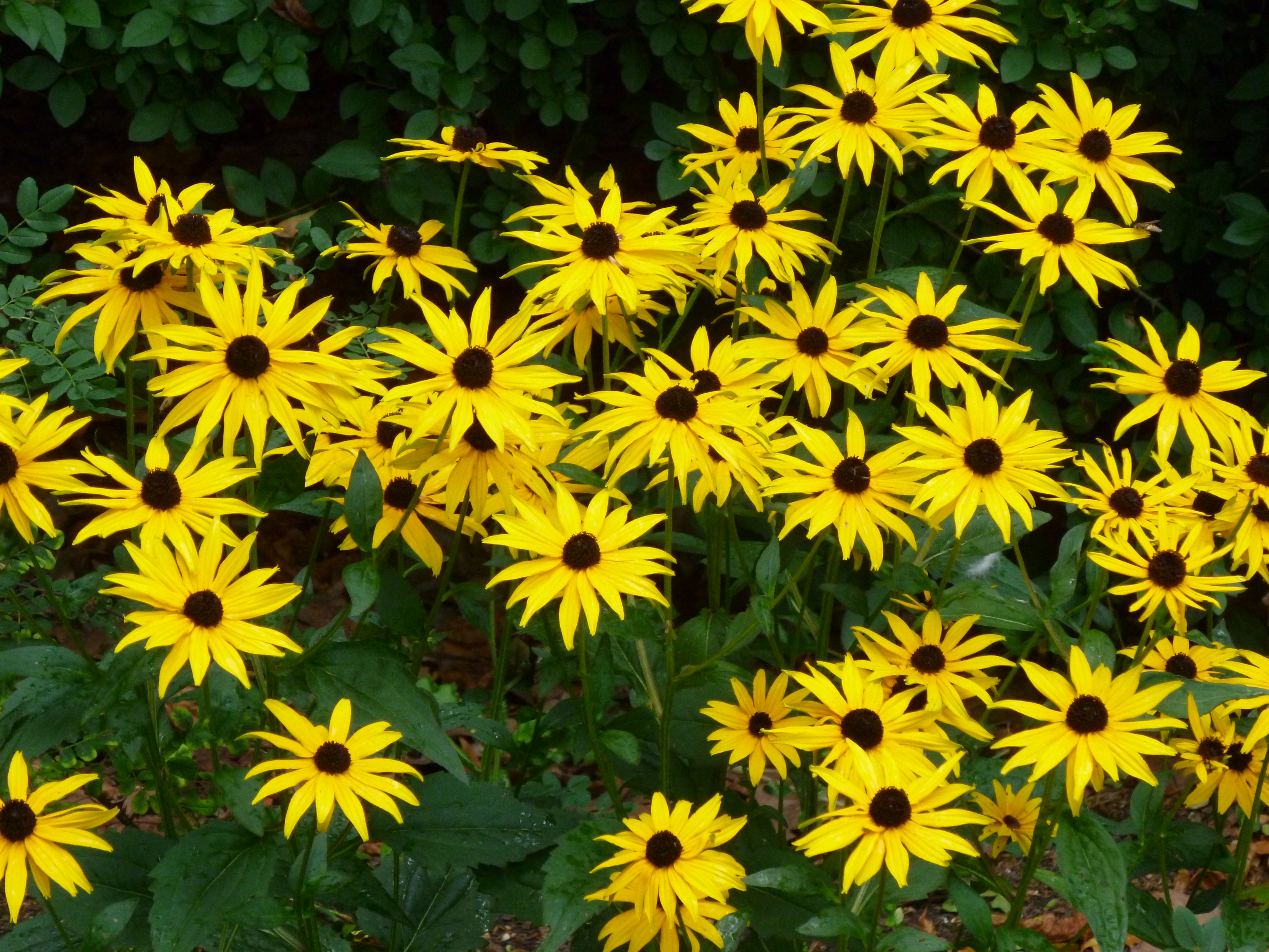 Panasonic Lumix FS37 review sample image