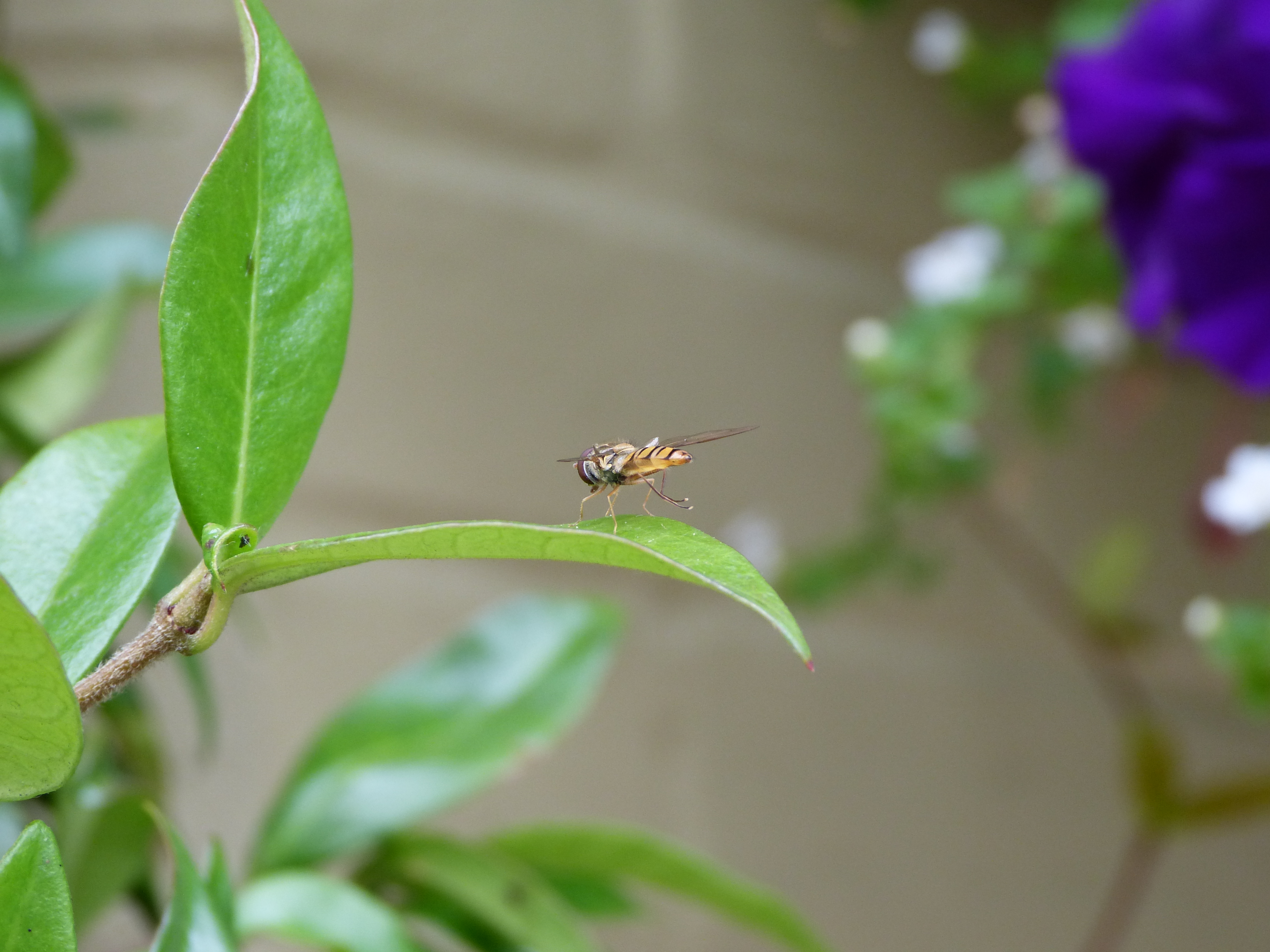 Panasonic Lumix FZ150 review sample image