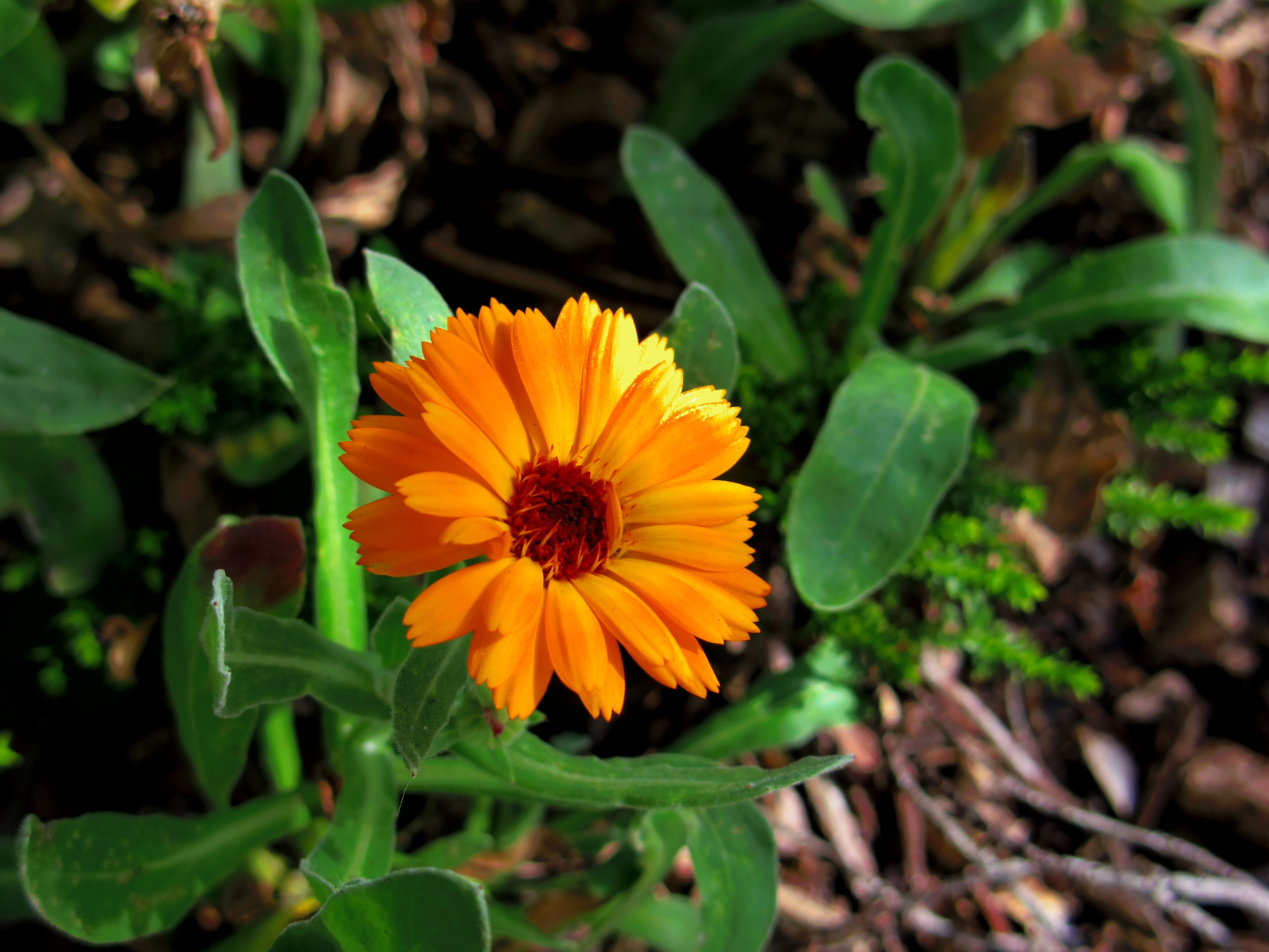 Pentax Q review sample image