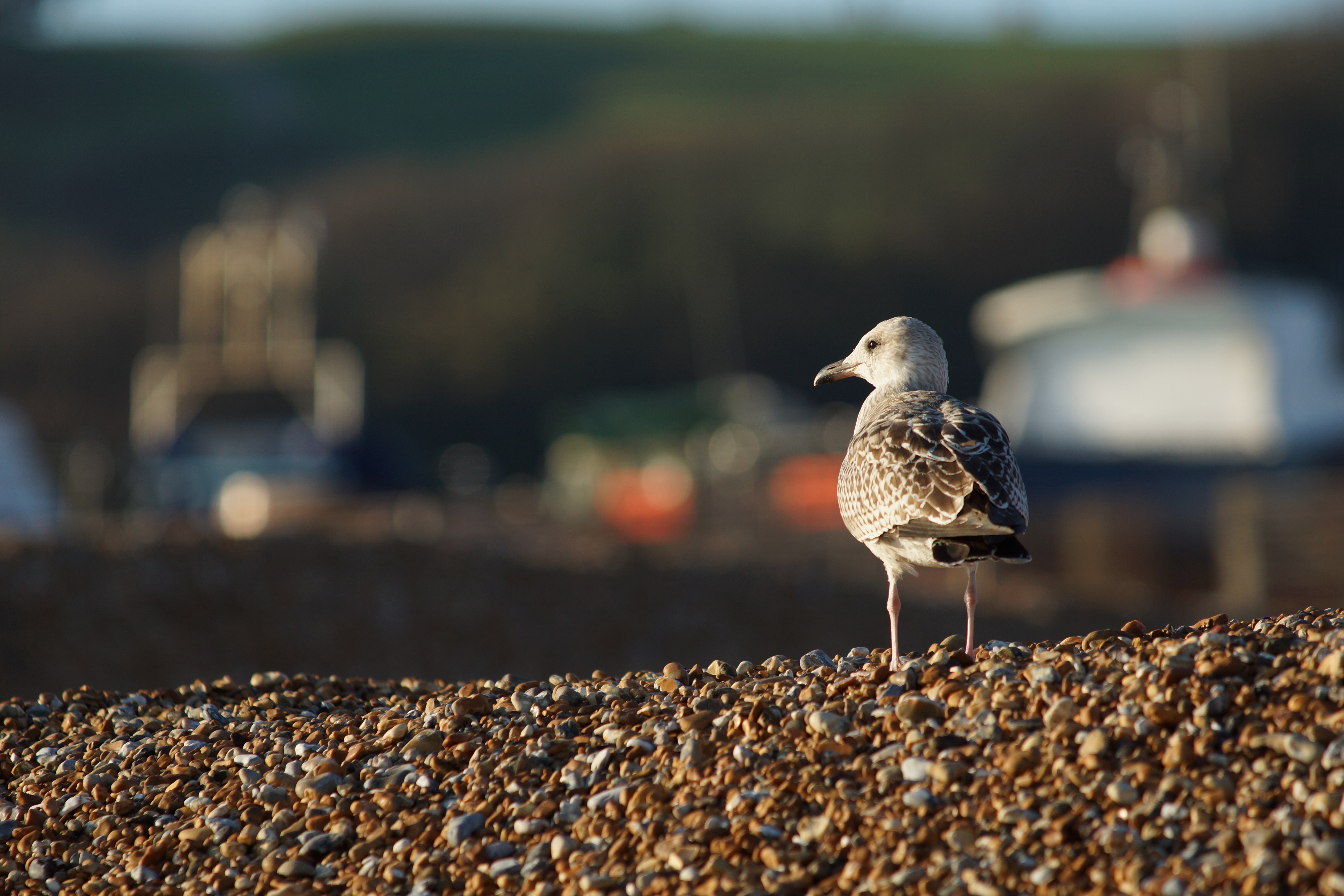 Sony Alpha review sample image