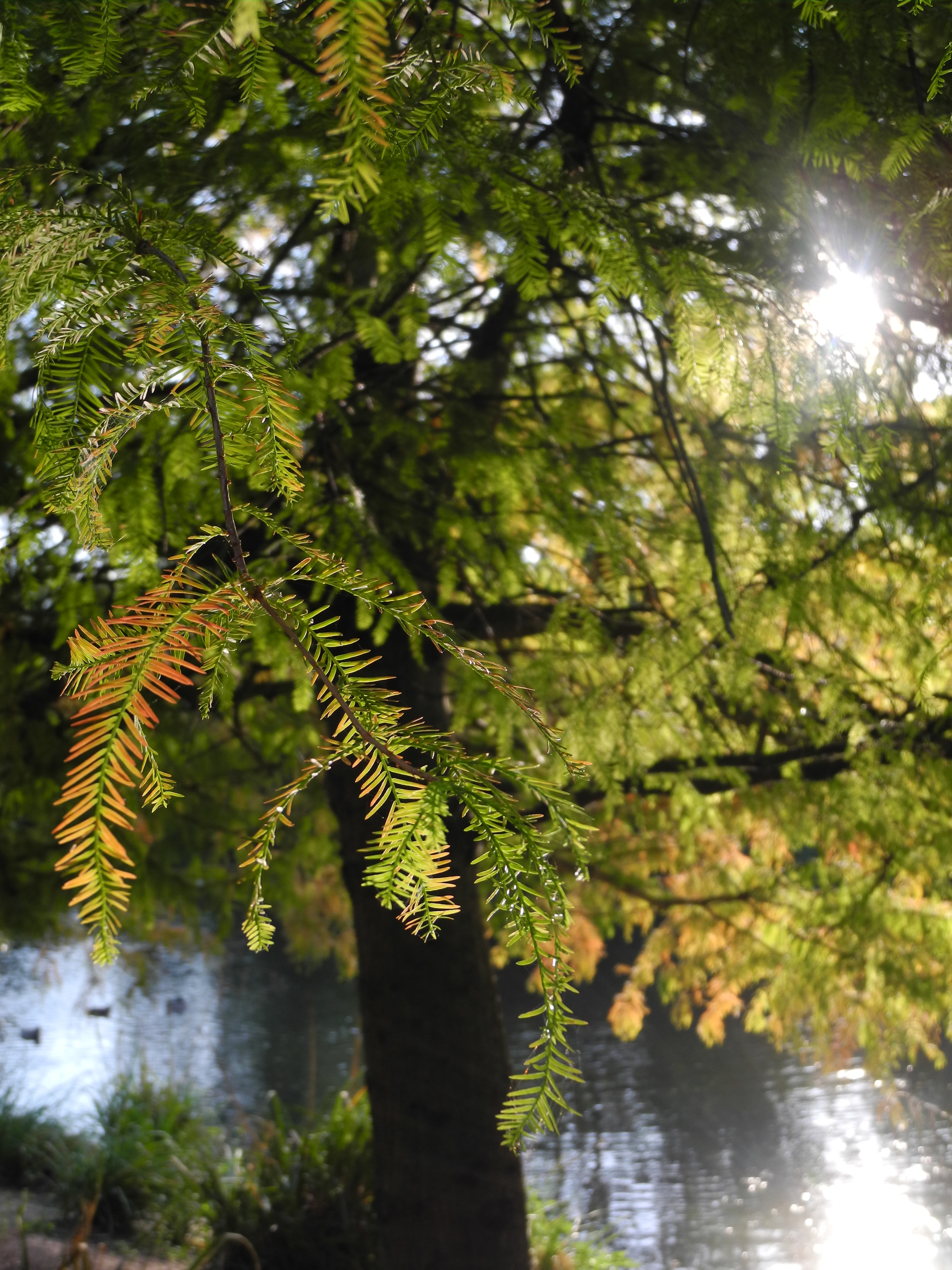 Nikon COOLPIX P7100 review sample image