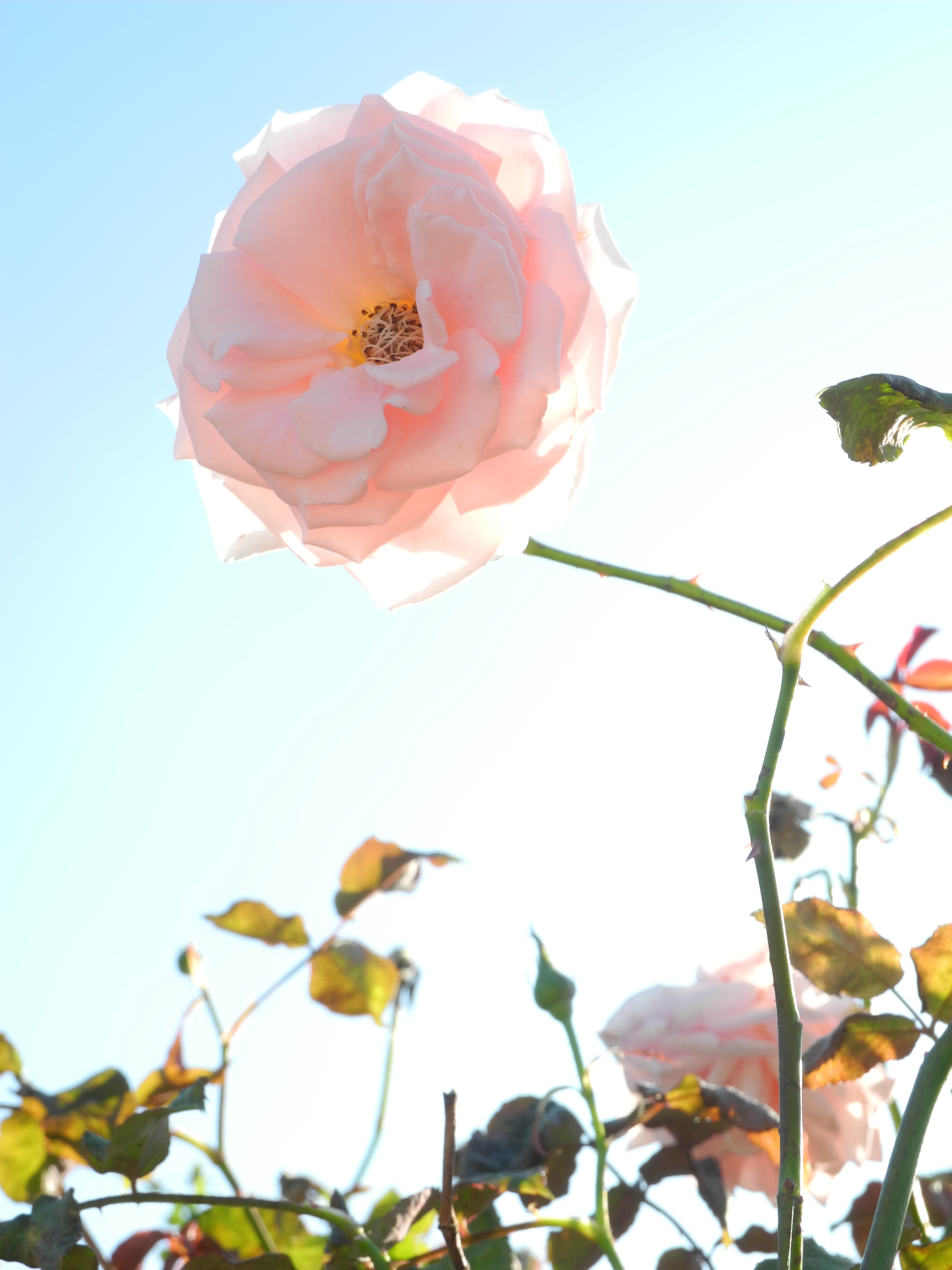 Nikon COOLPIX P7100 review sample image