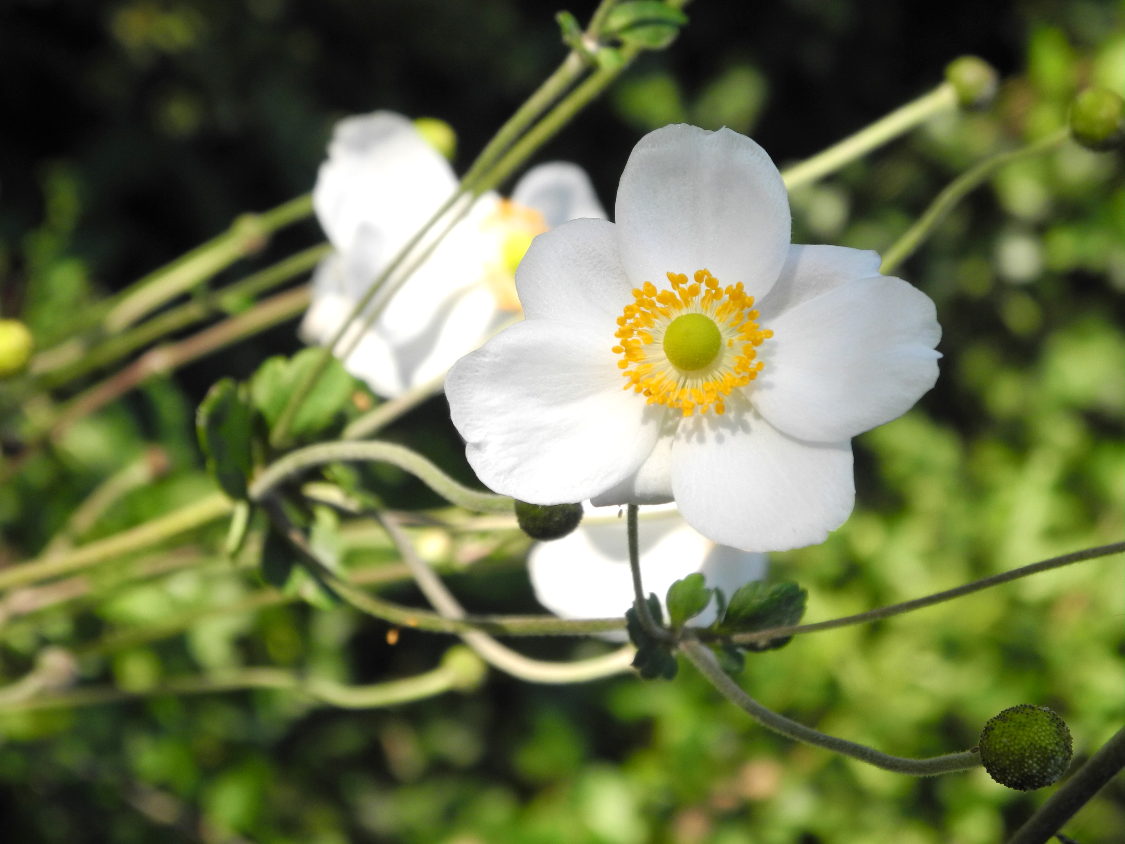 Nikon COOLPIX P7100 review sample image