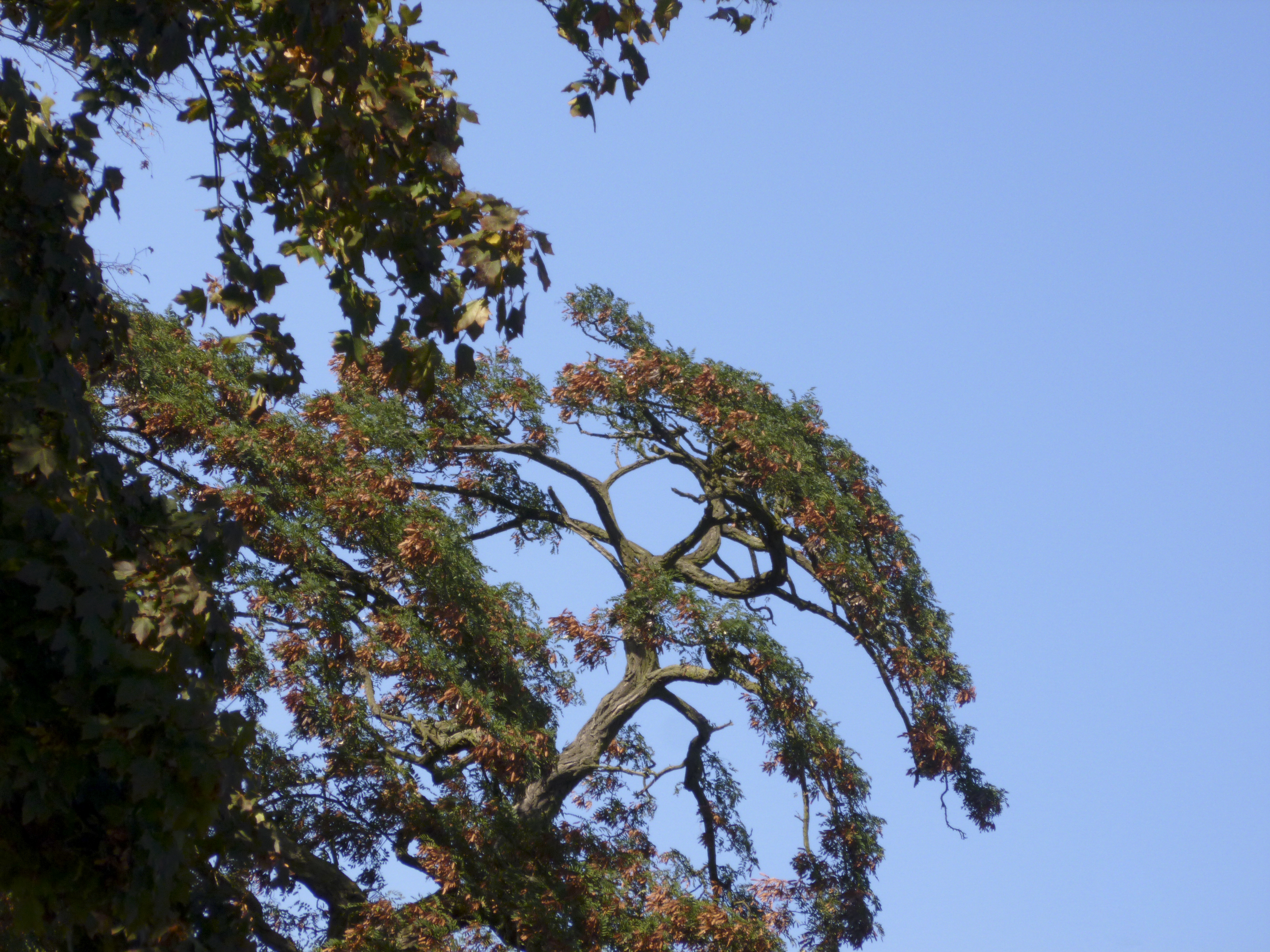 P1000009_1.jpg