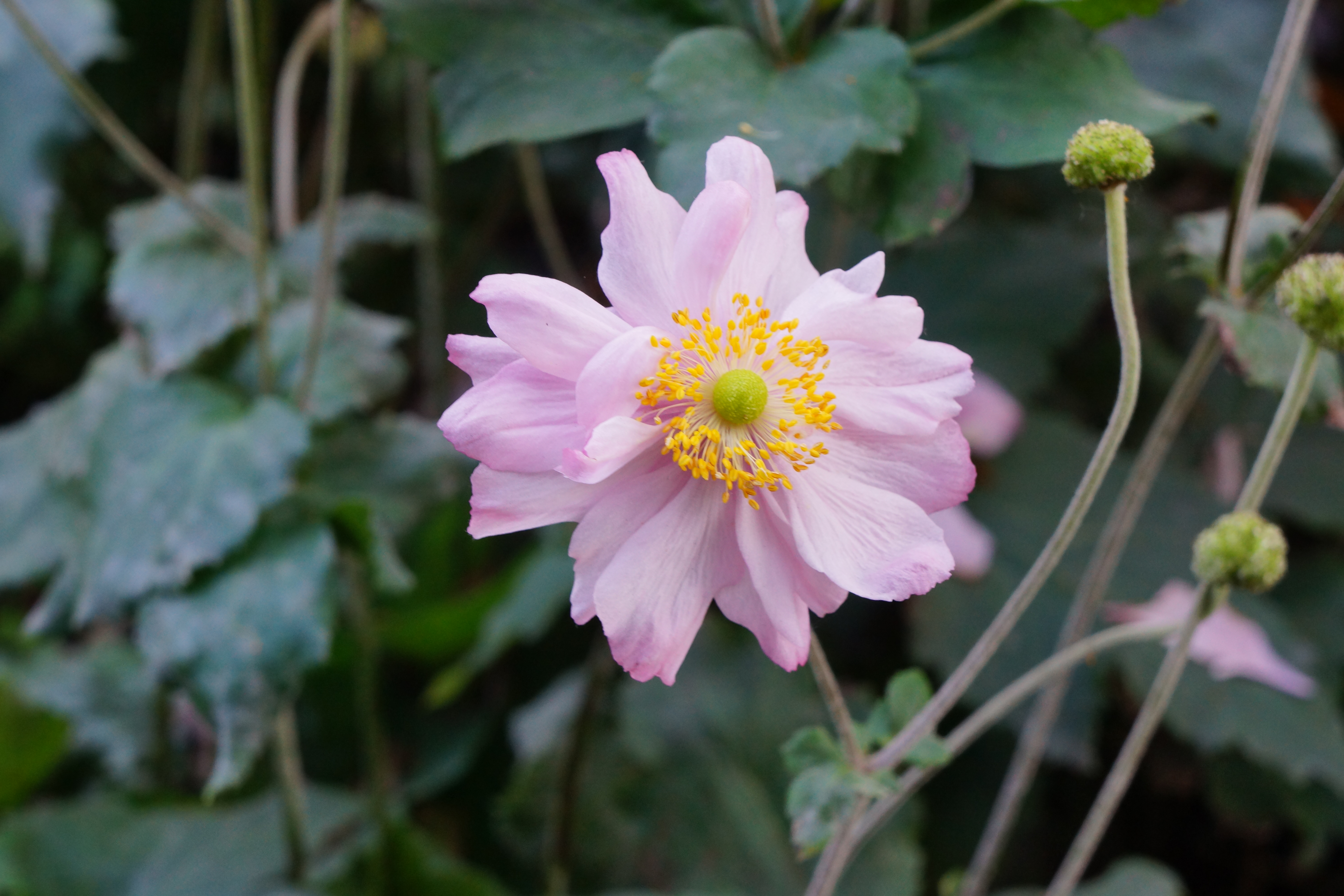 Sony NEX-7 review sample image