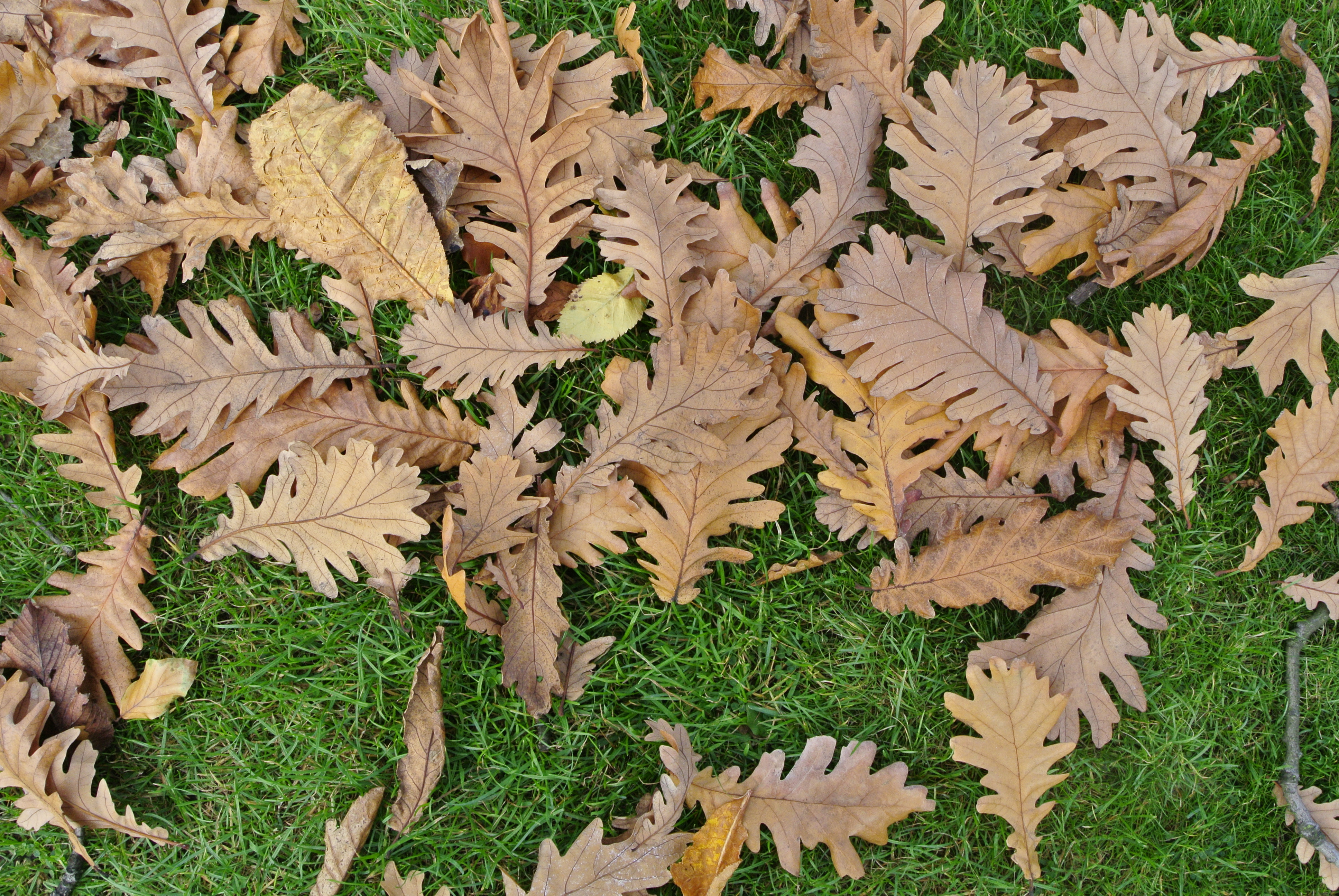 Nikon V1 Sample Images