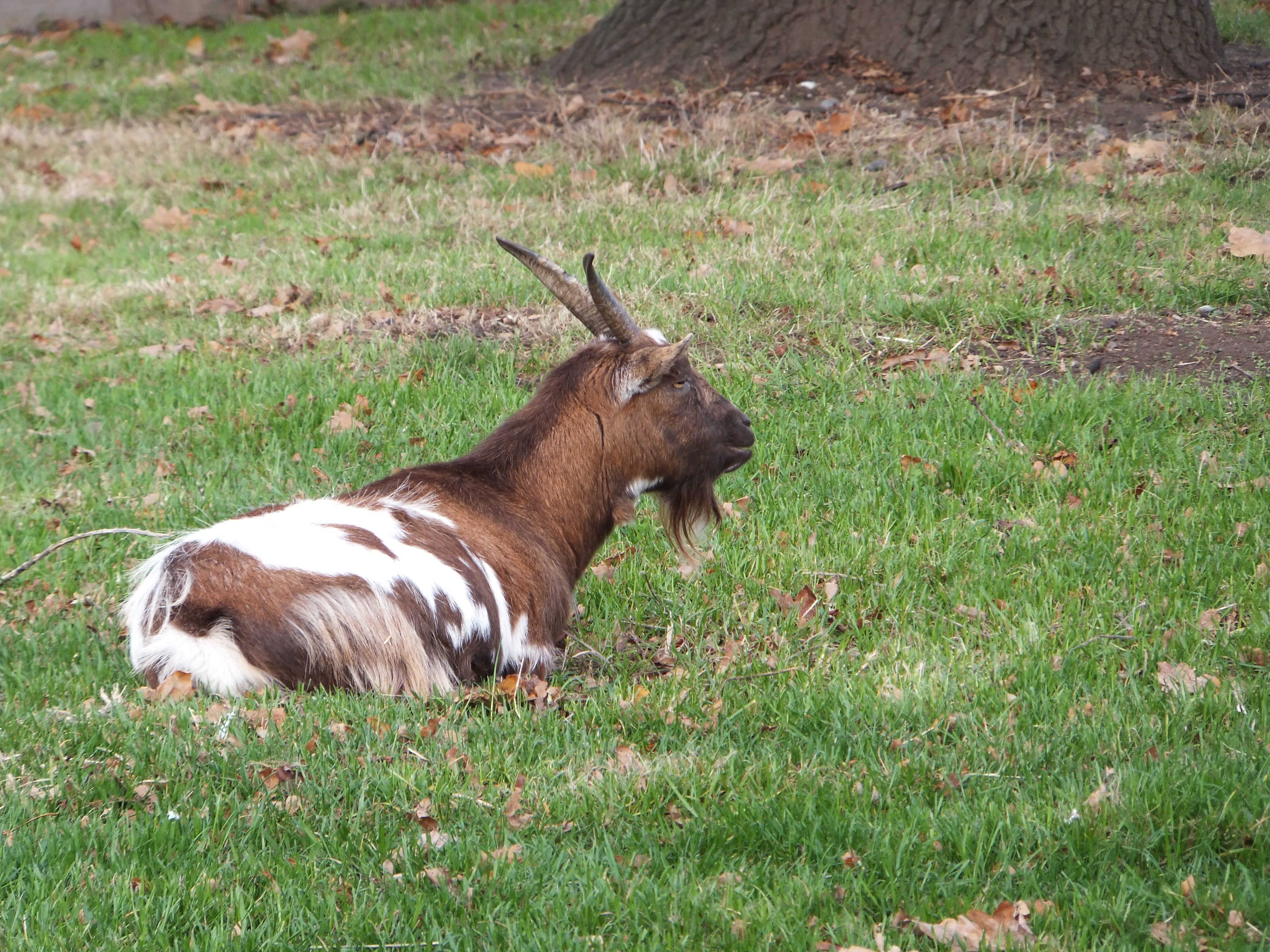 Fujifilm FinePix F600EXR review sample image