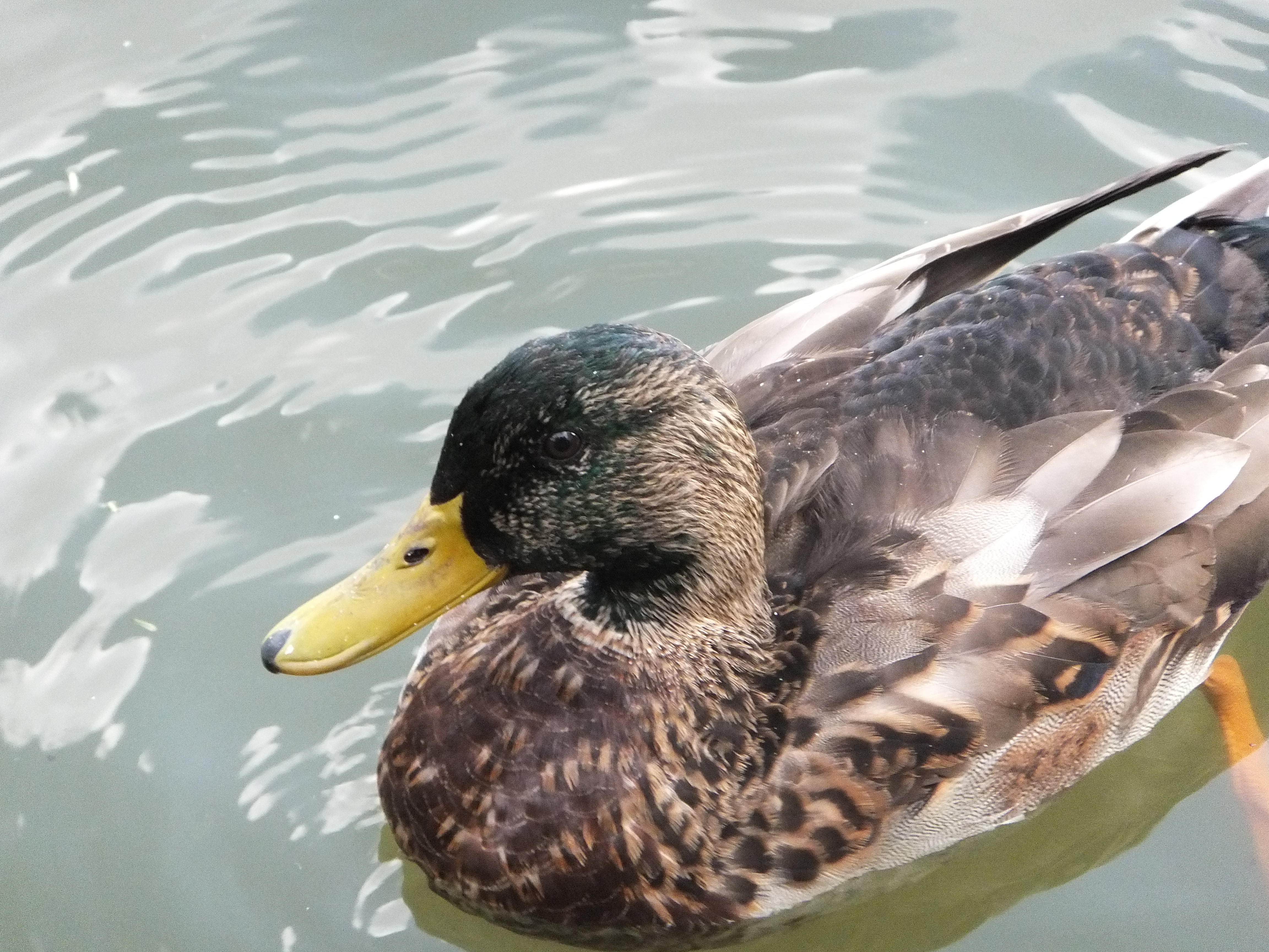 Fujifilm FinePix F600EXR review sample image