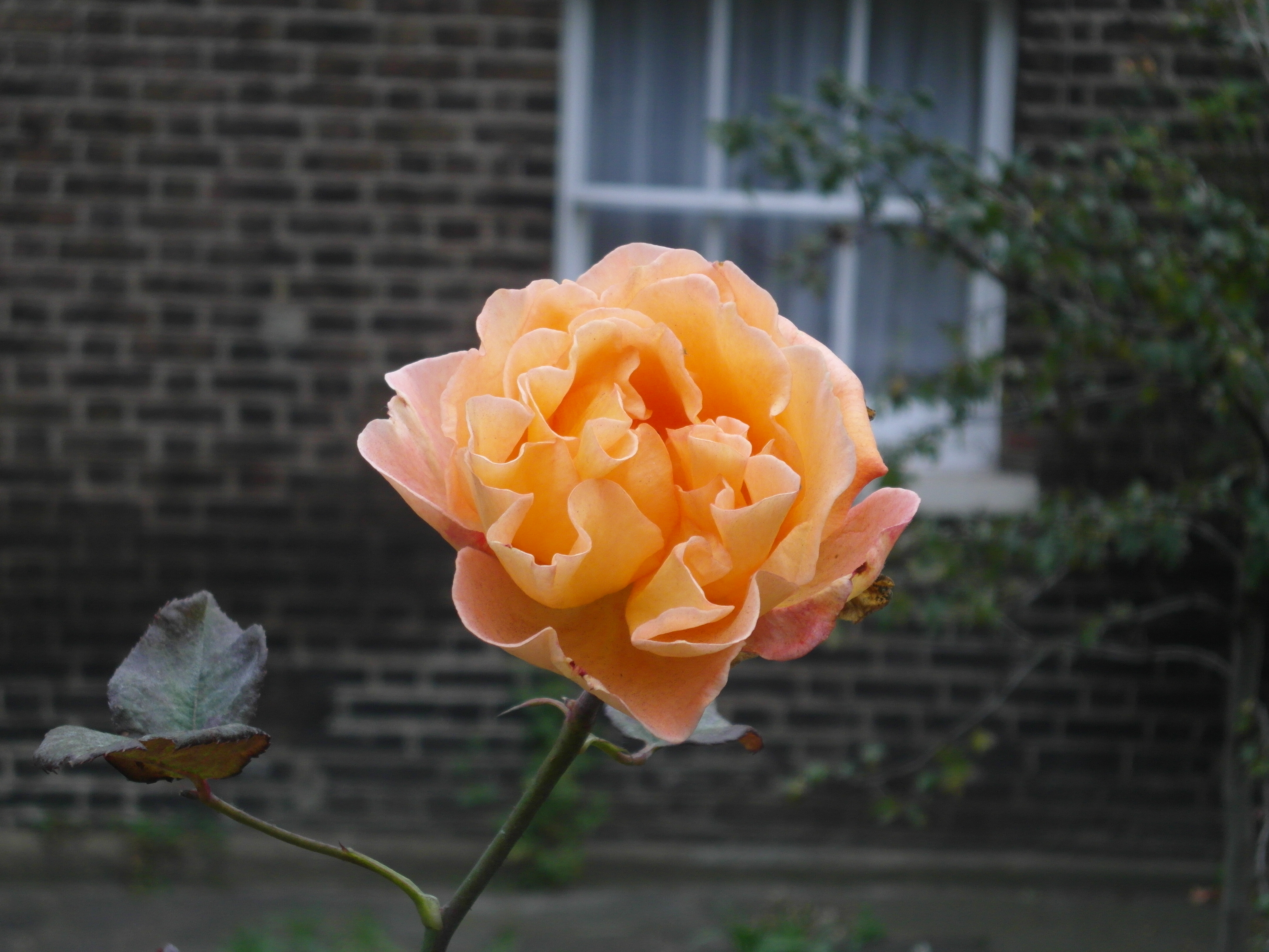 Samsung ST96 Test Shots