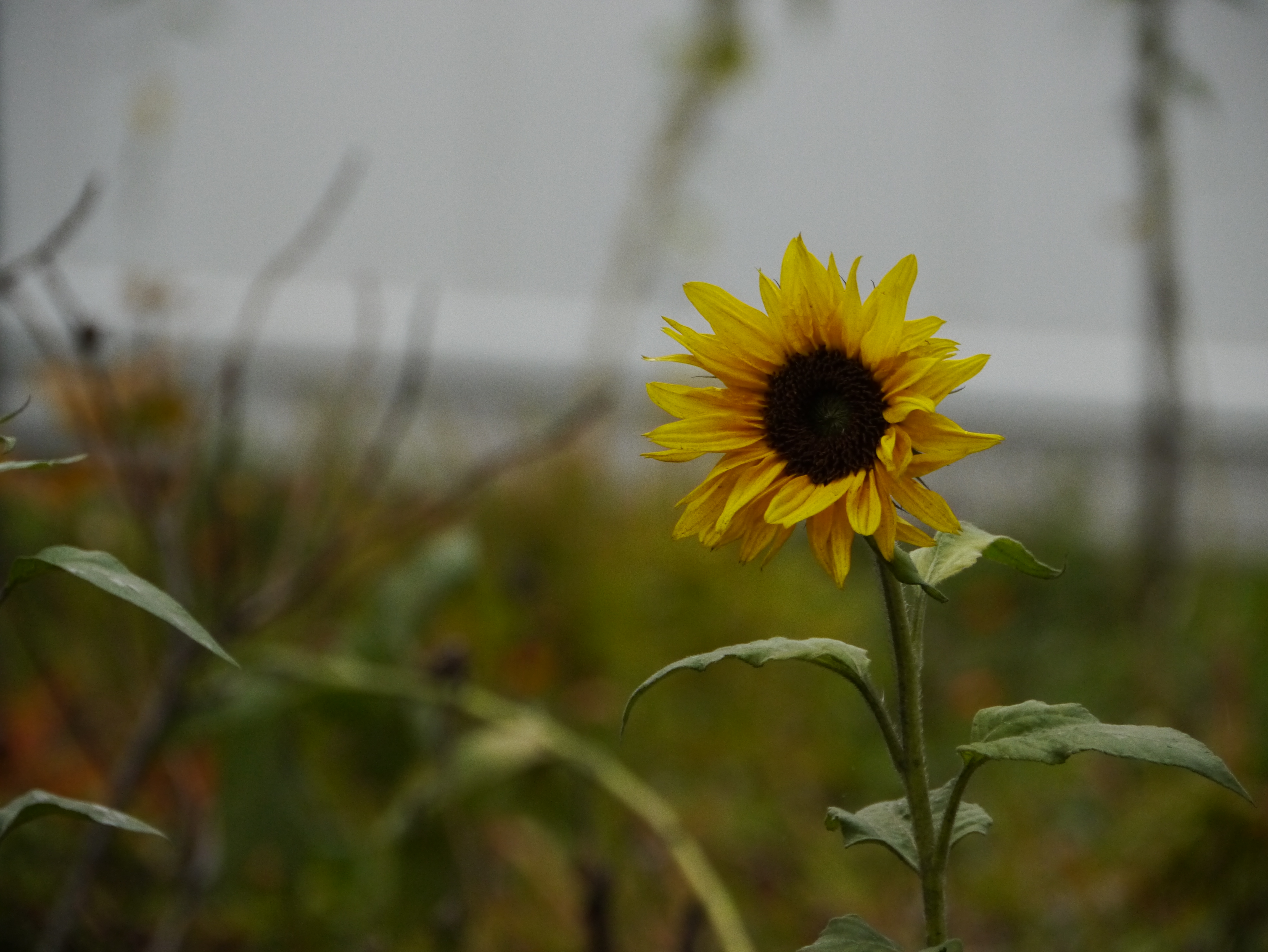Panasonic Lumix GX1 review sample image