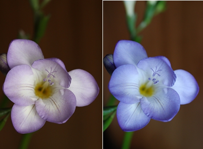 Macro comparison pictures showing the effect of focal length.