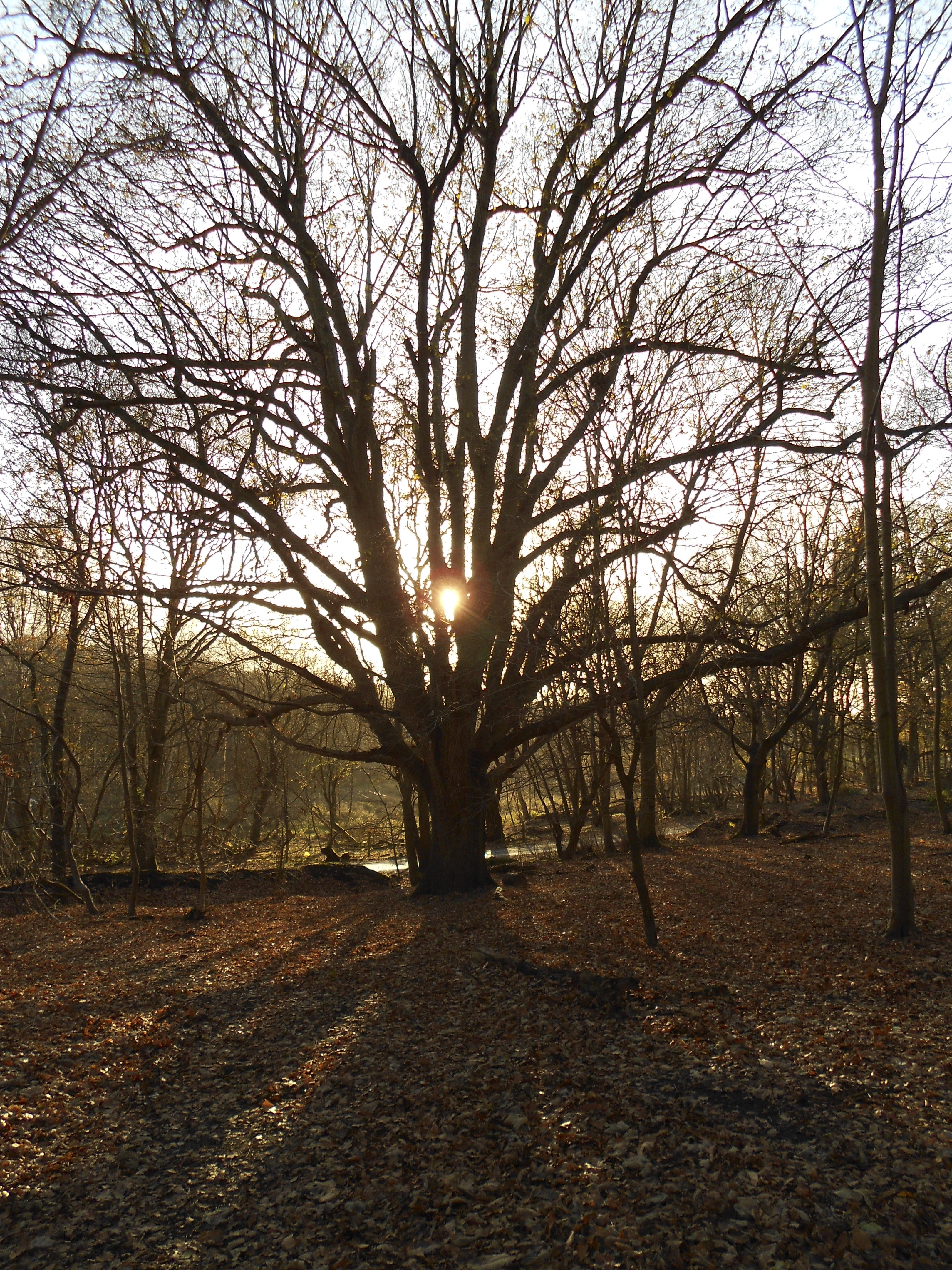 Nikon S4150 review sample image