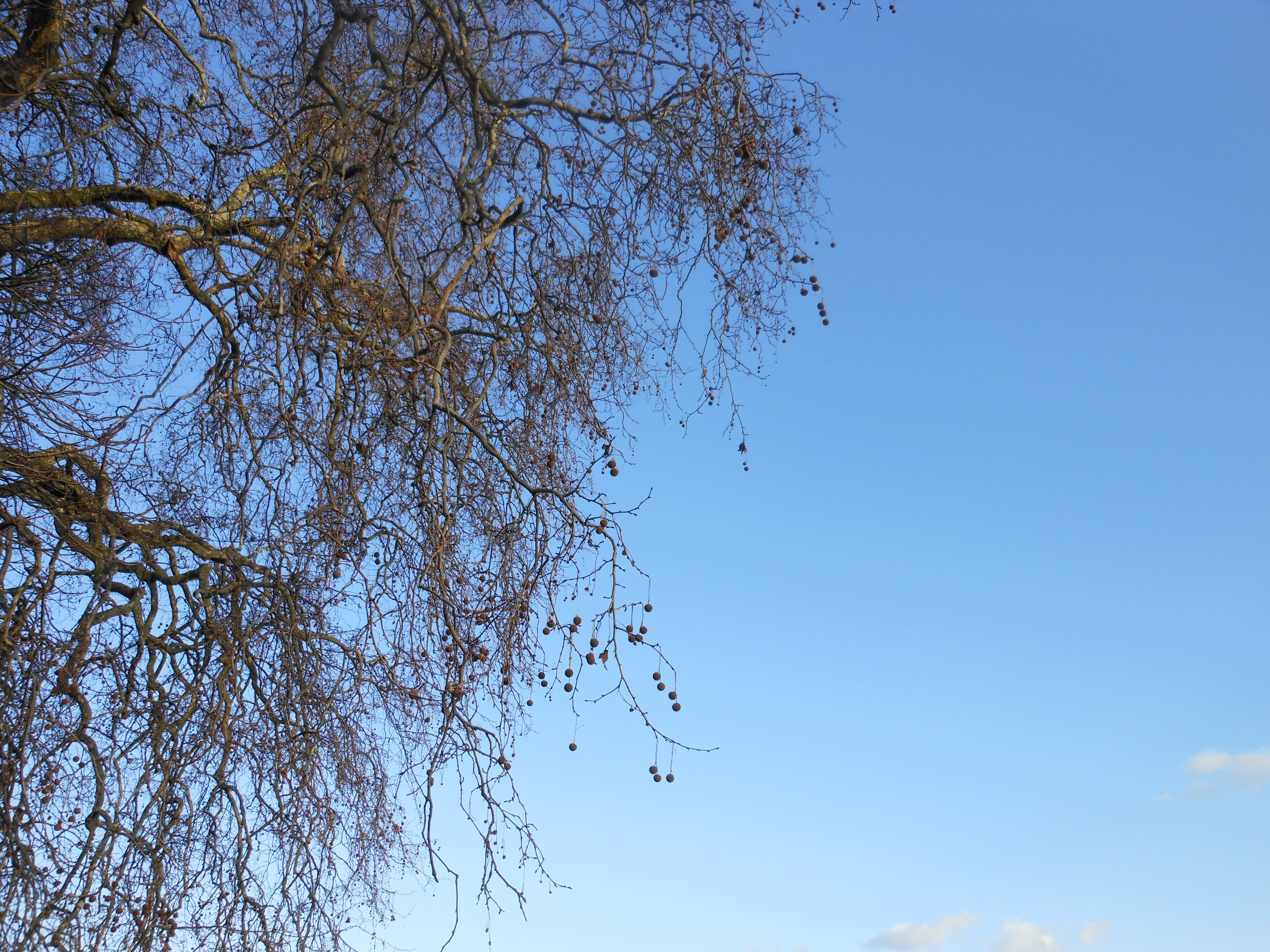 Nikon COOLPIX S6150 review sample image