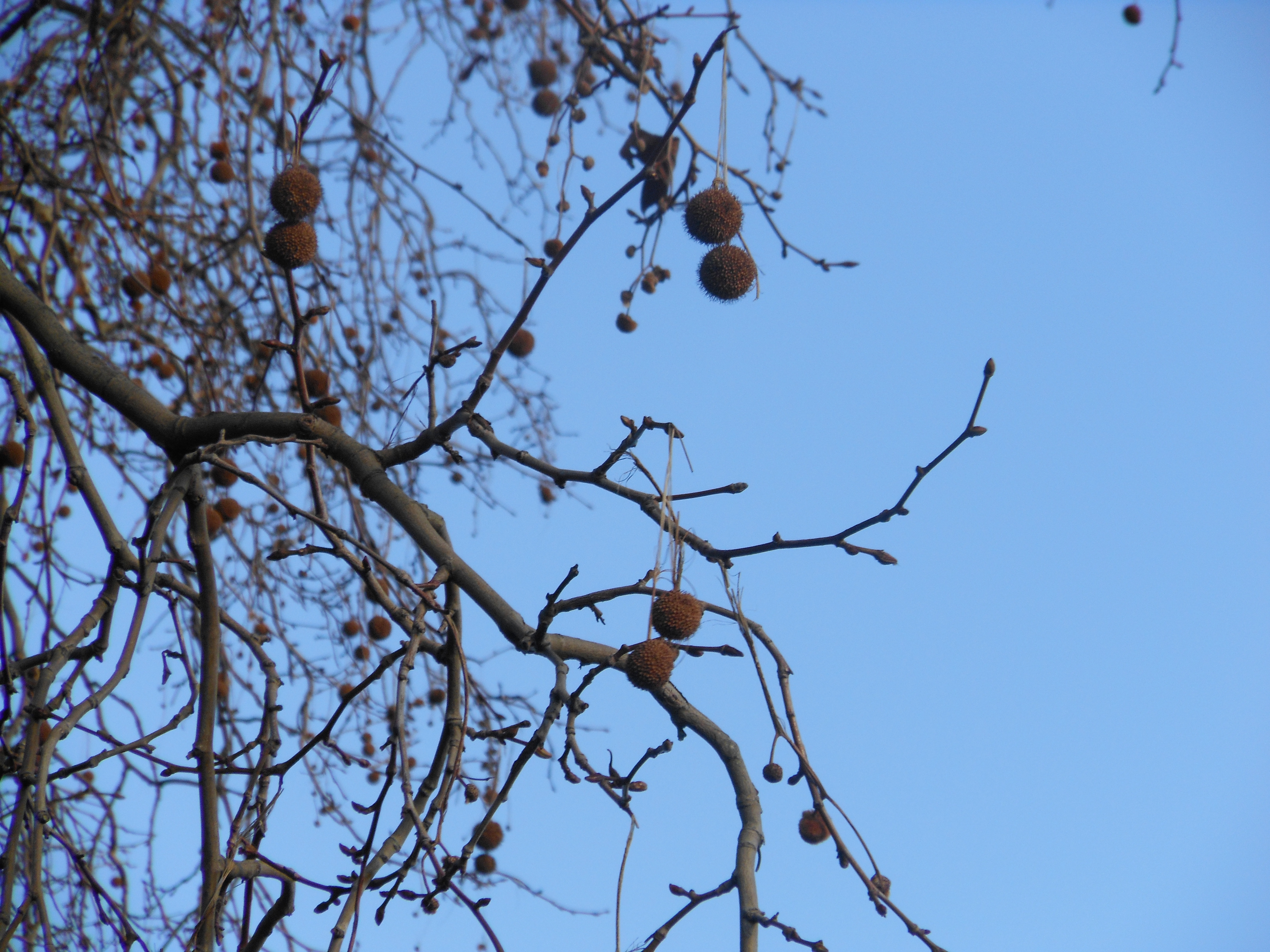 Nikon COOLPIX S6150 review sample image