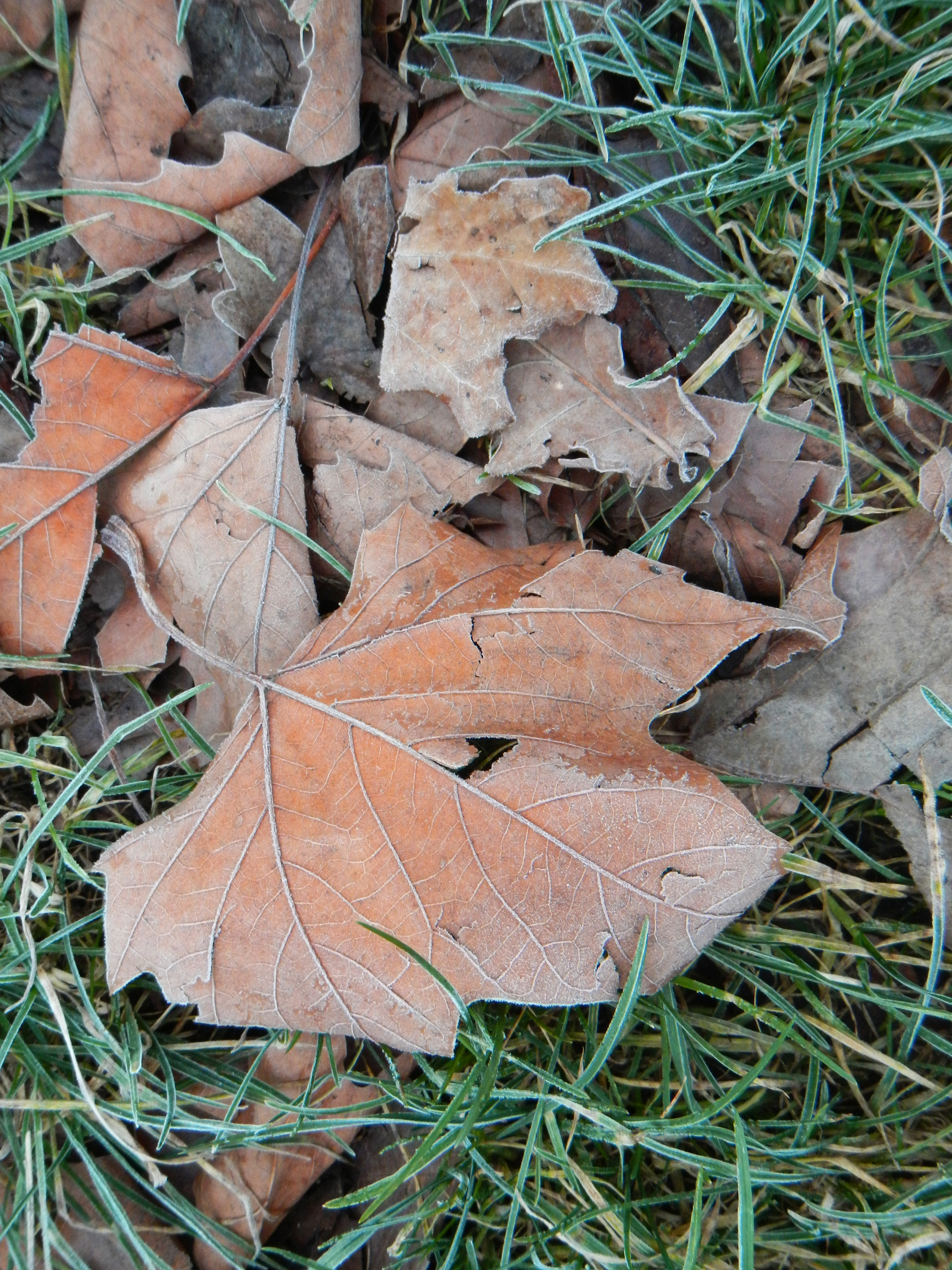 Nikon COOLPIX S100 review sample image gallery