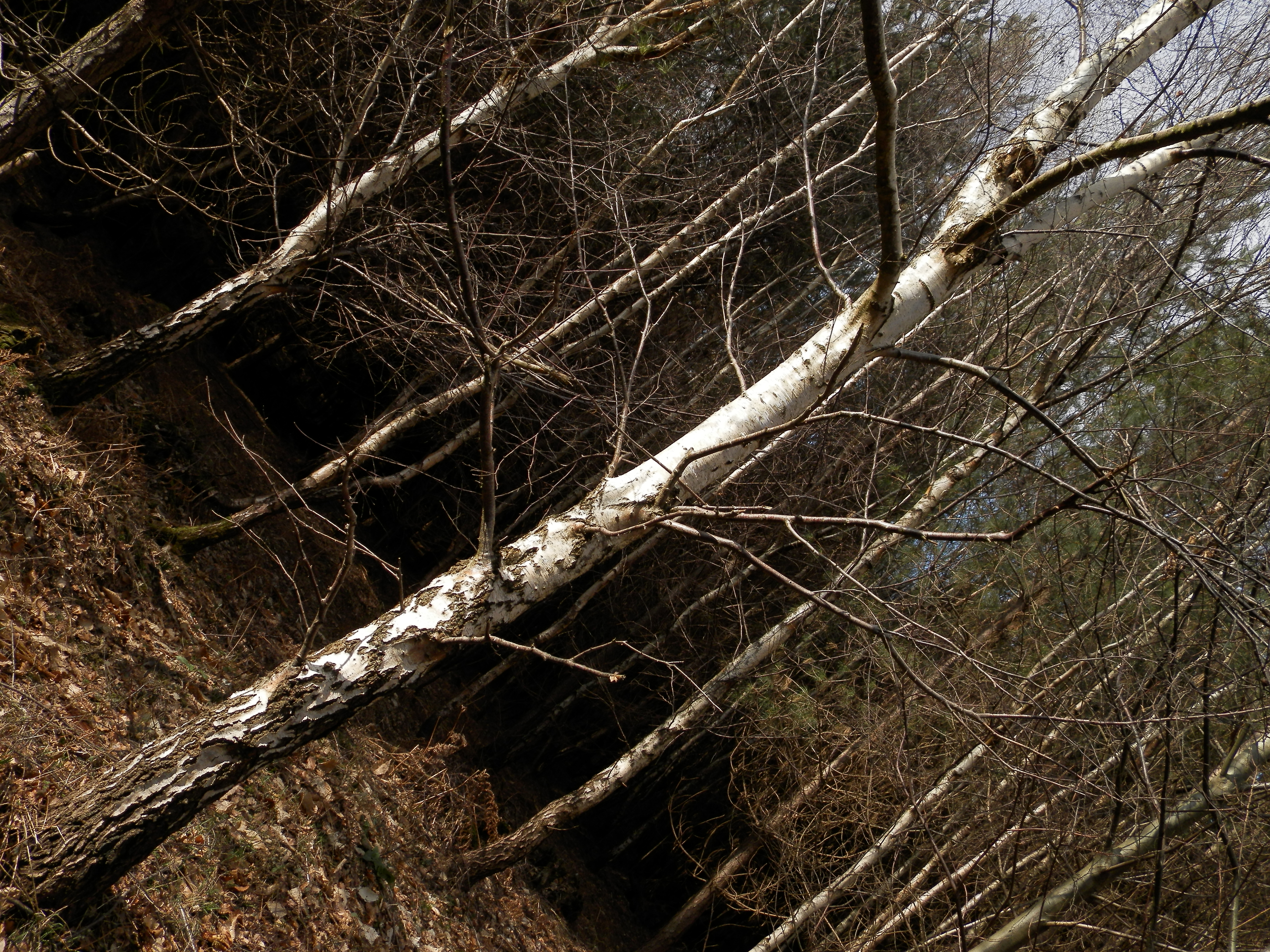 DH-Oly-620-Test-00004.jpg