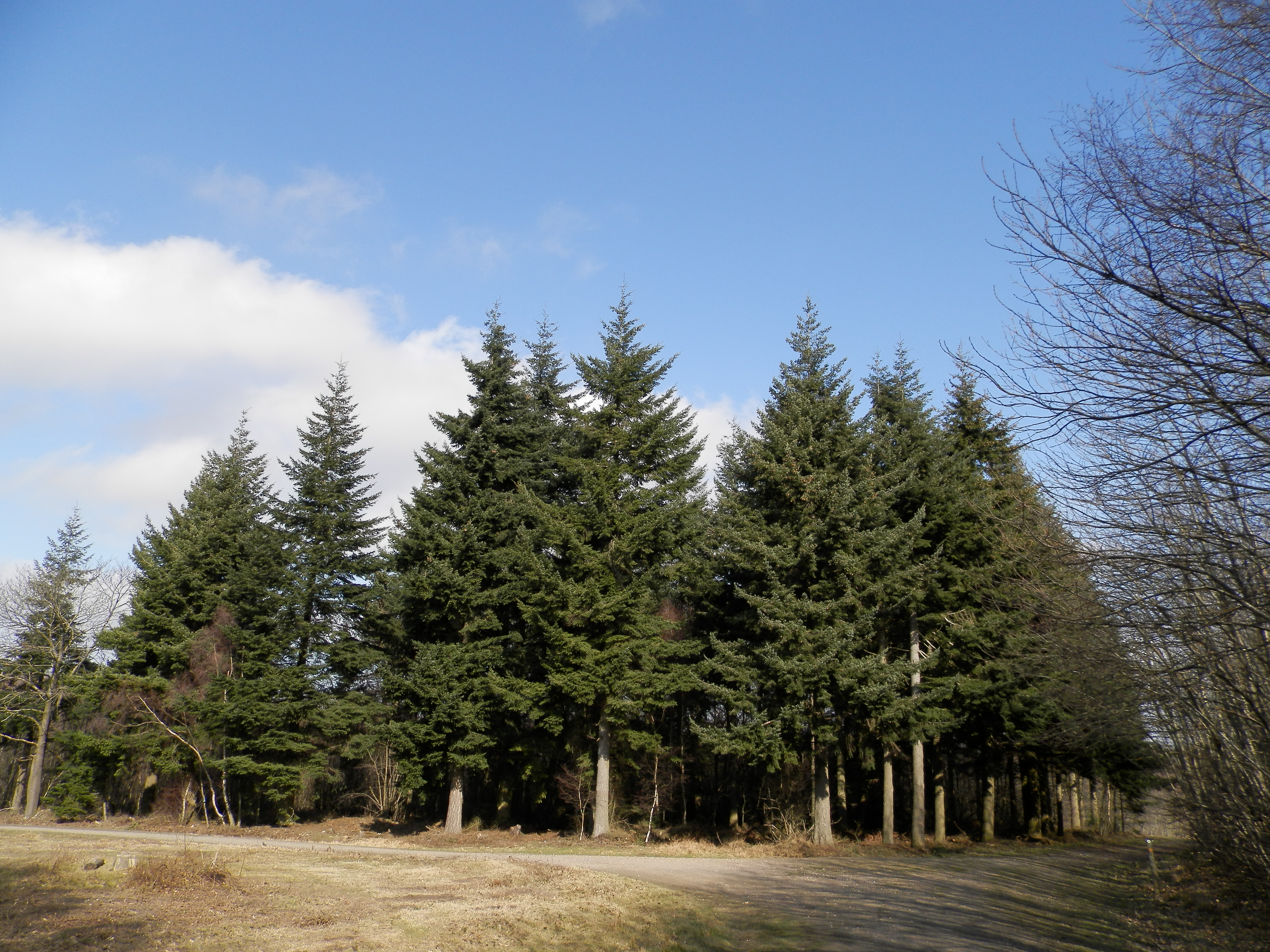 DH-Oly-620-Test-00005.jpg