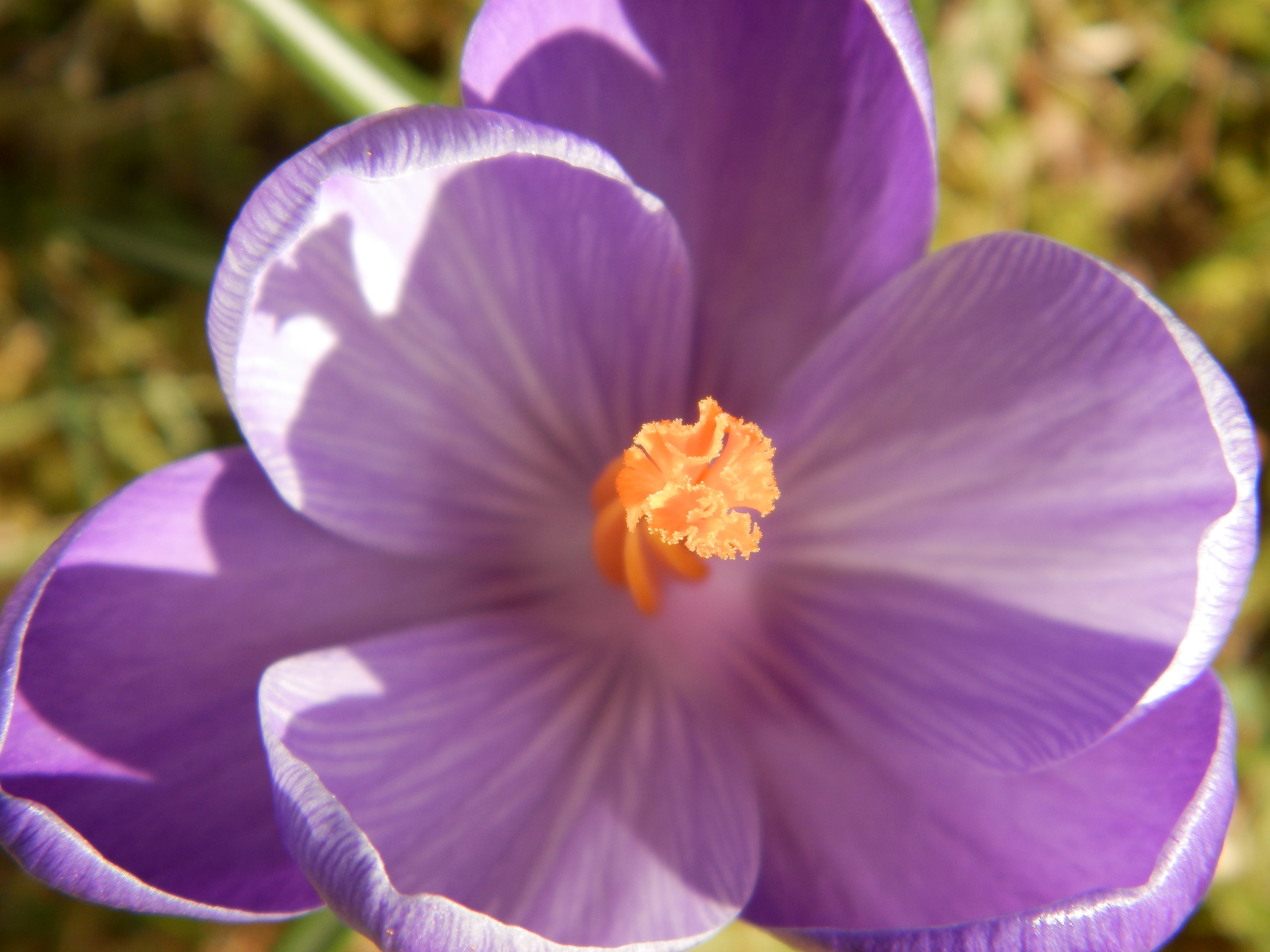 DH-Oly-620-Test-00006.jpg