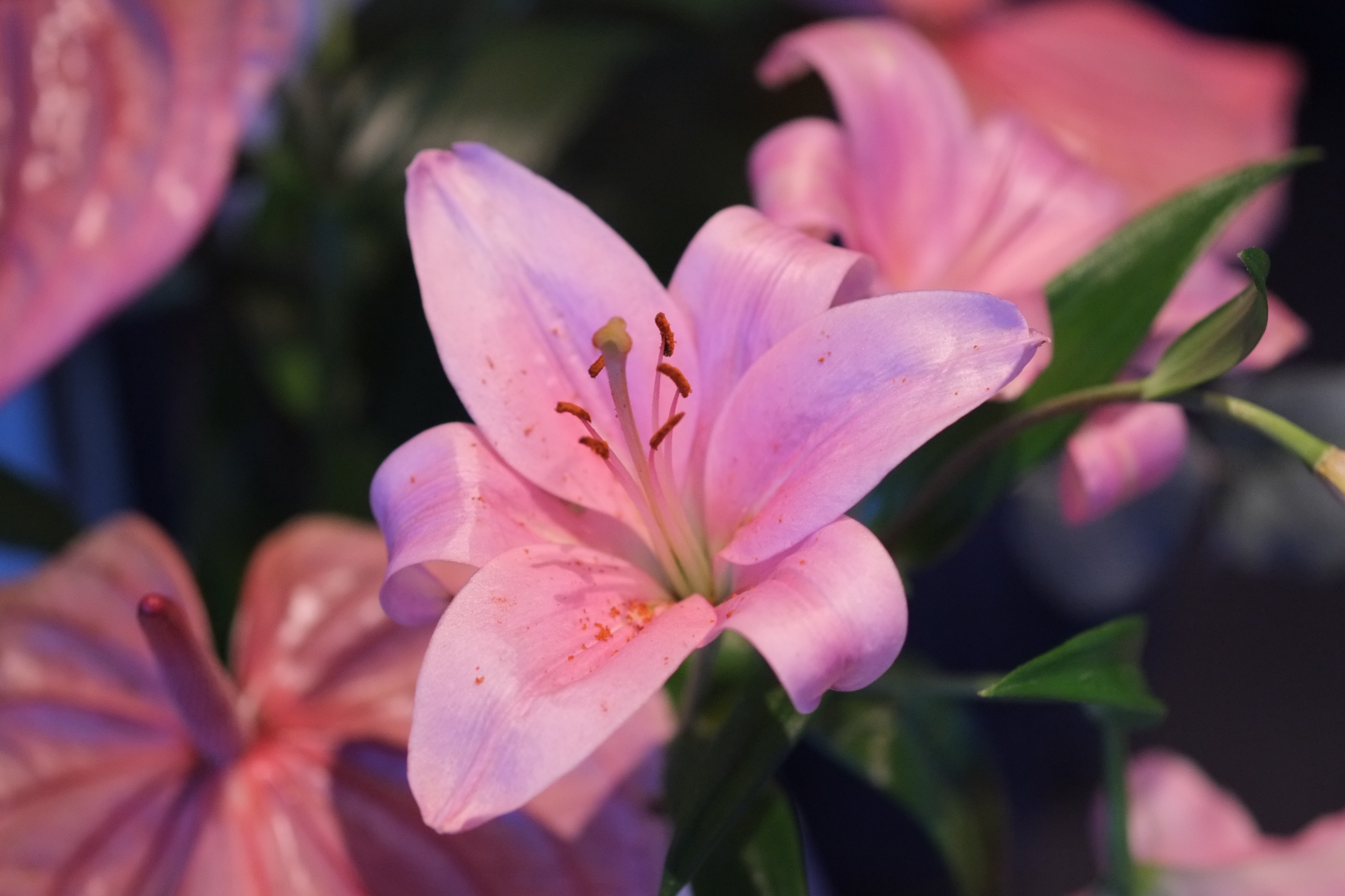 Fujifilm X-Pro1 review sample images gallery