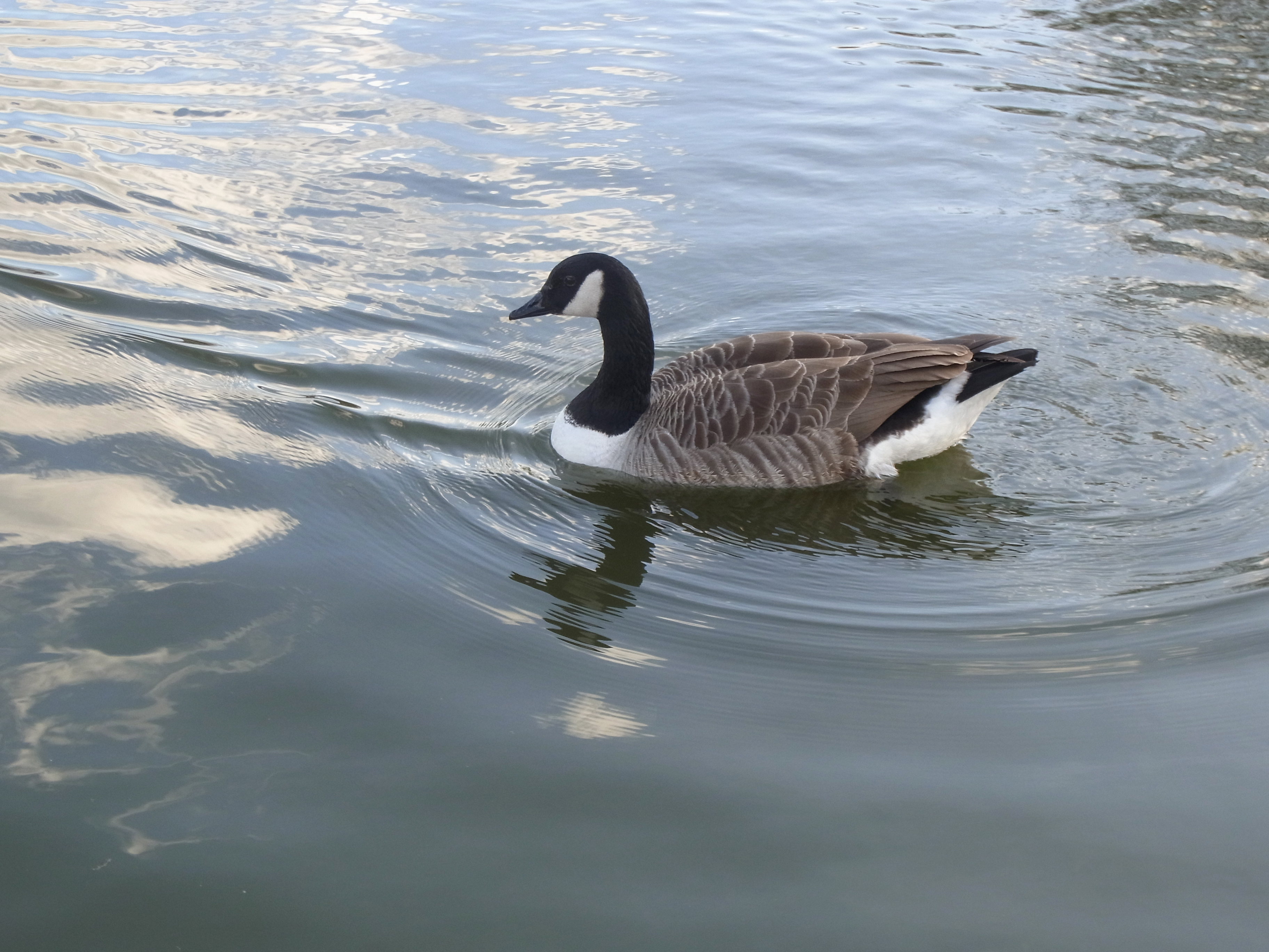Ricoh CX6 review sample image gallery