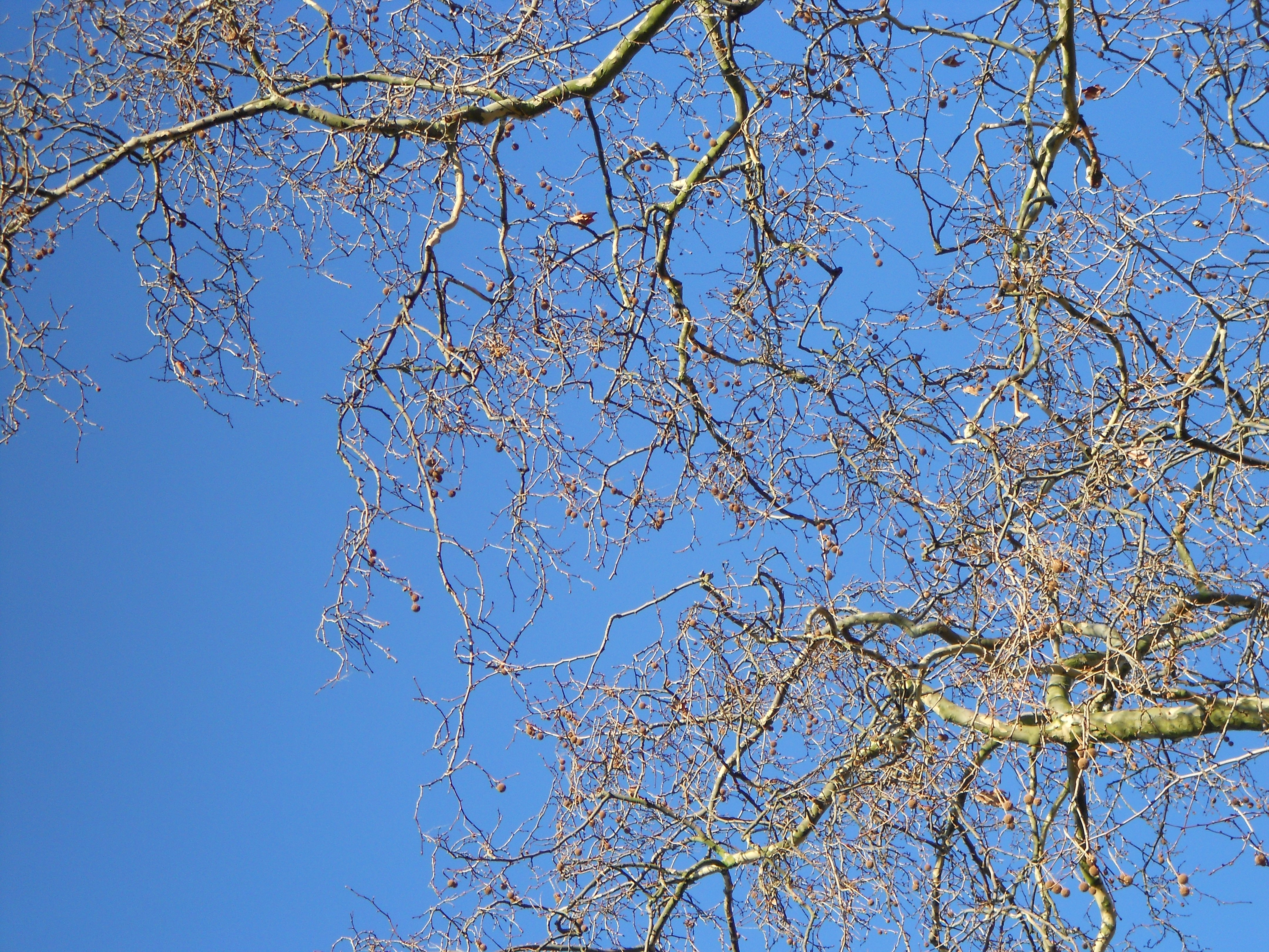 Nikon COOLPIX S2600 review sample image gallery