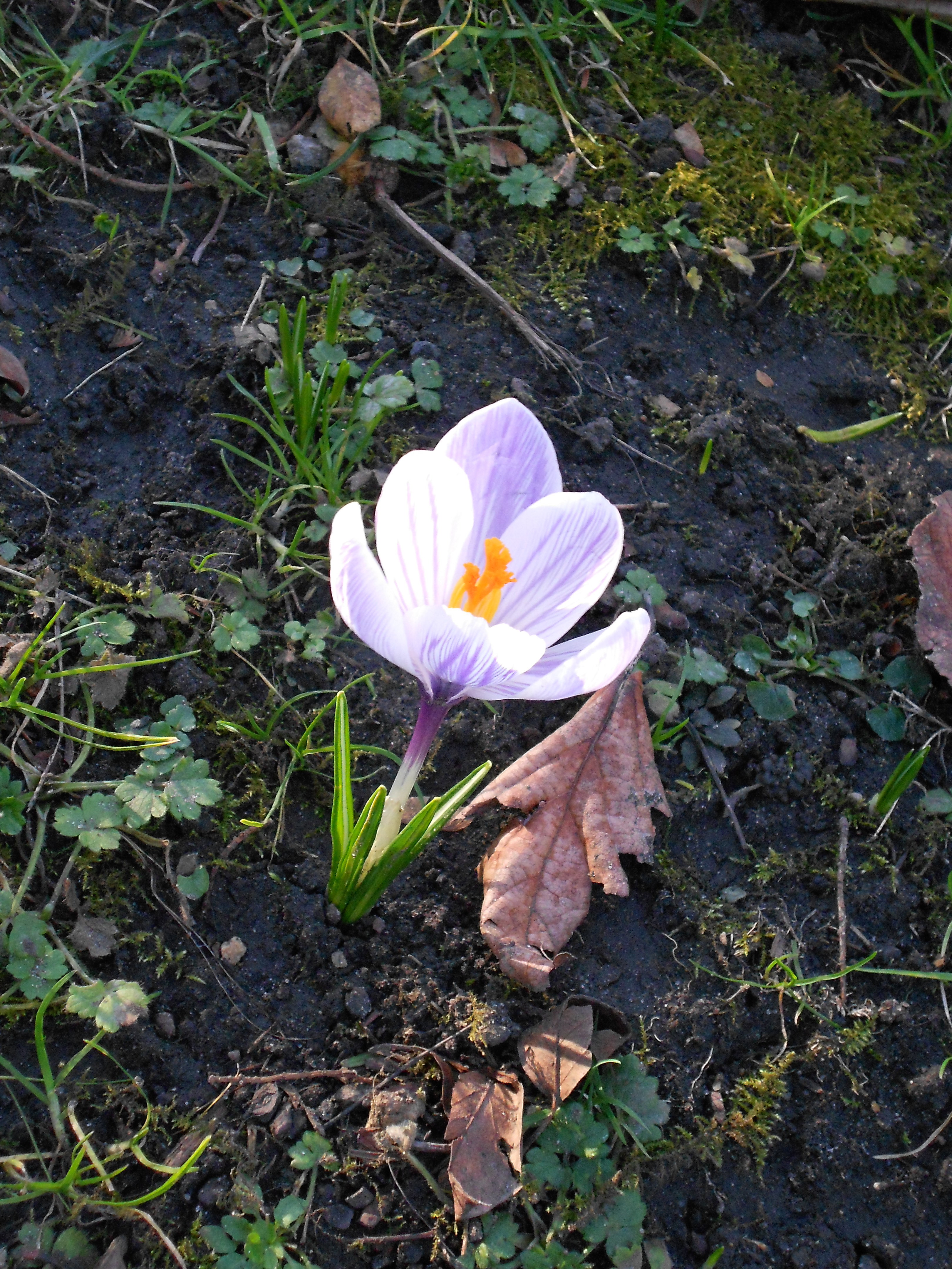 Nikon COOLPIX S2600 review sample image gallery